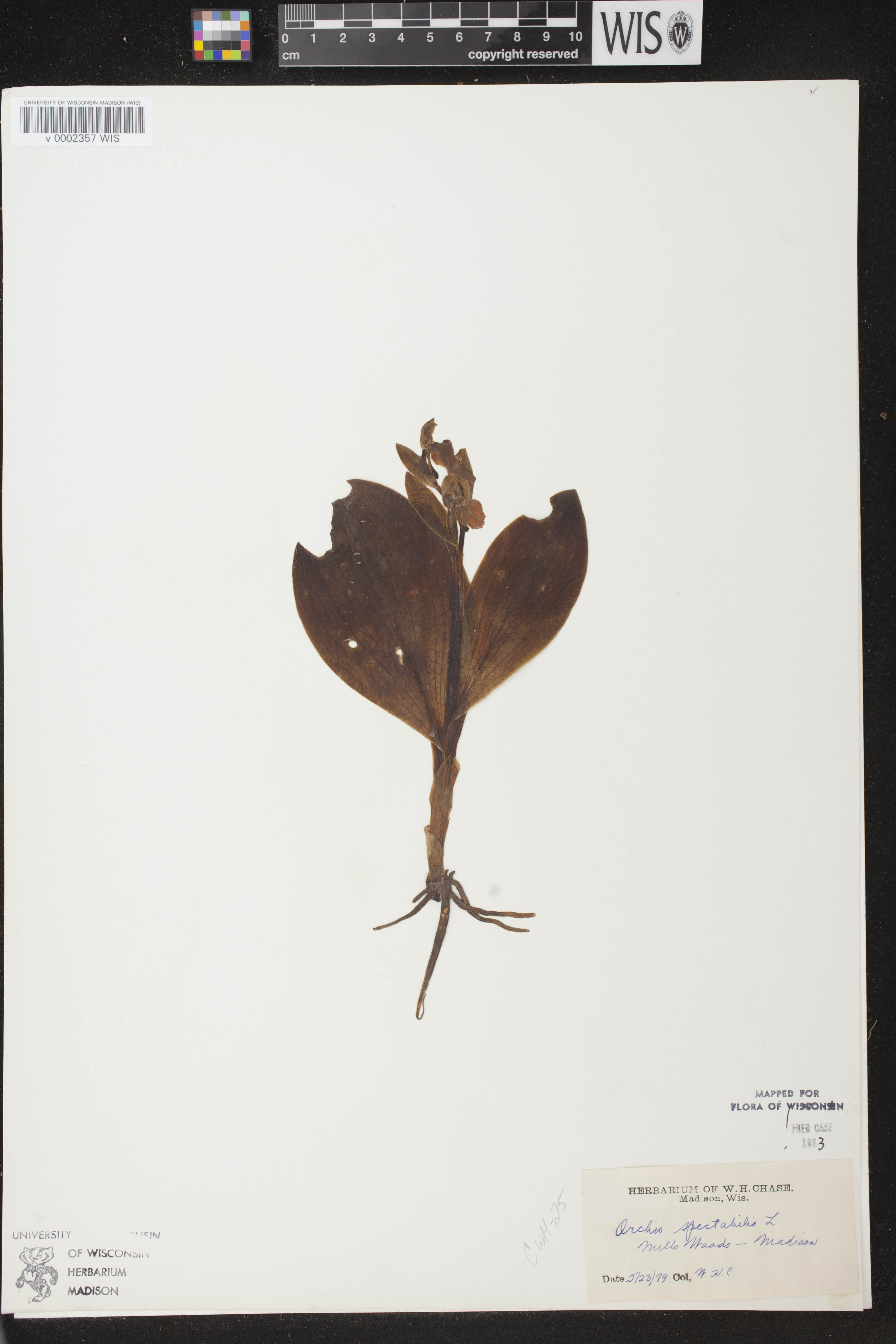 Galearis spectabilis image