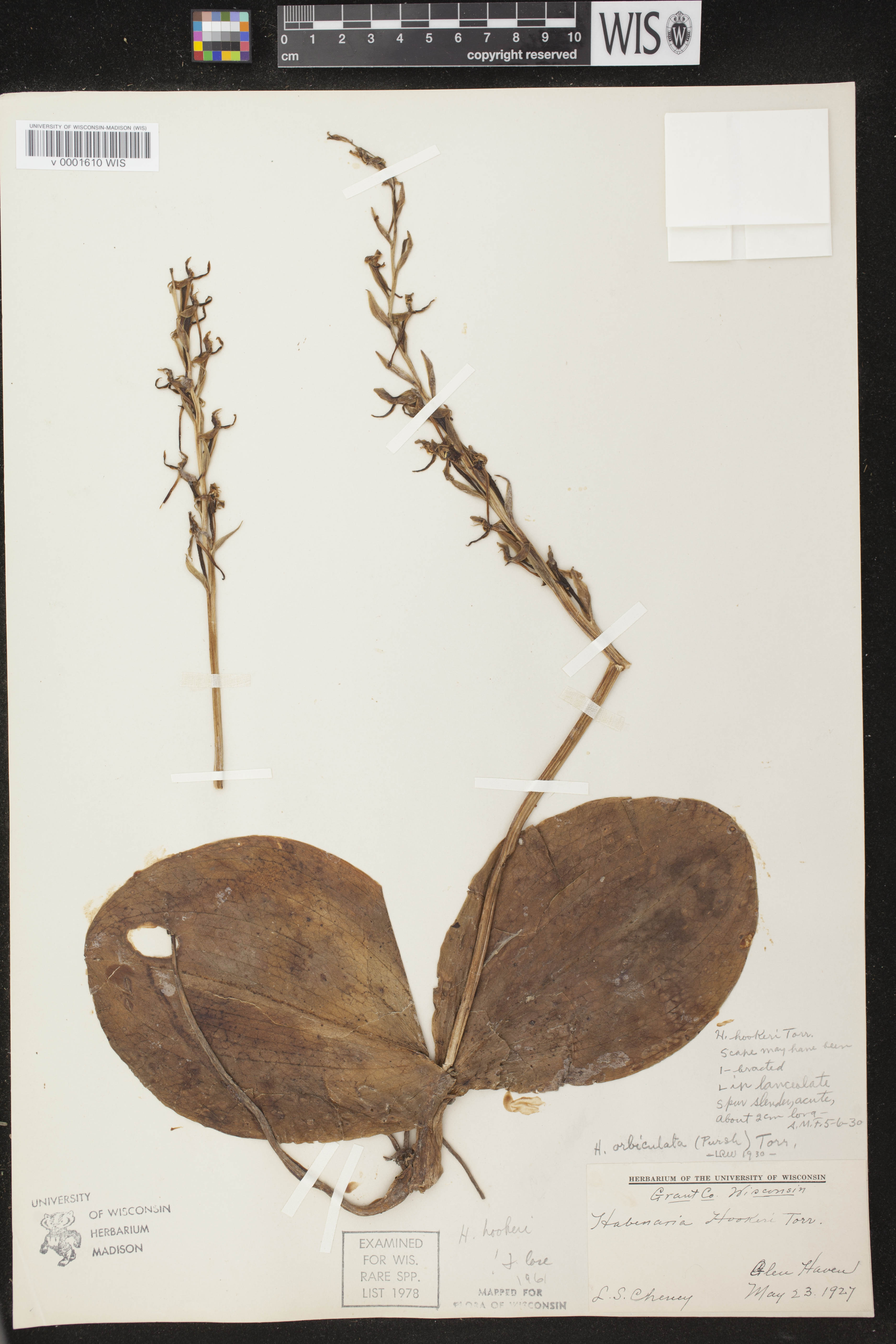 Platanthera hookeri image
