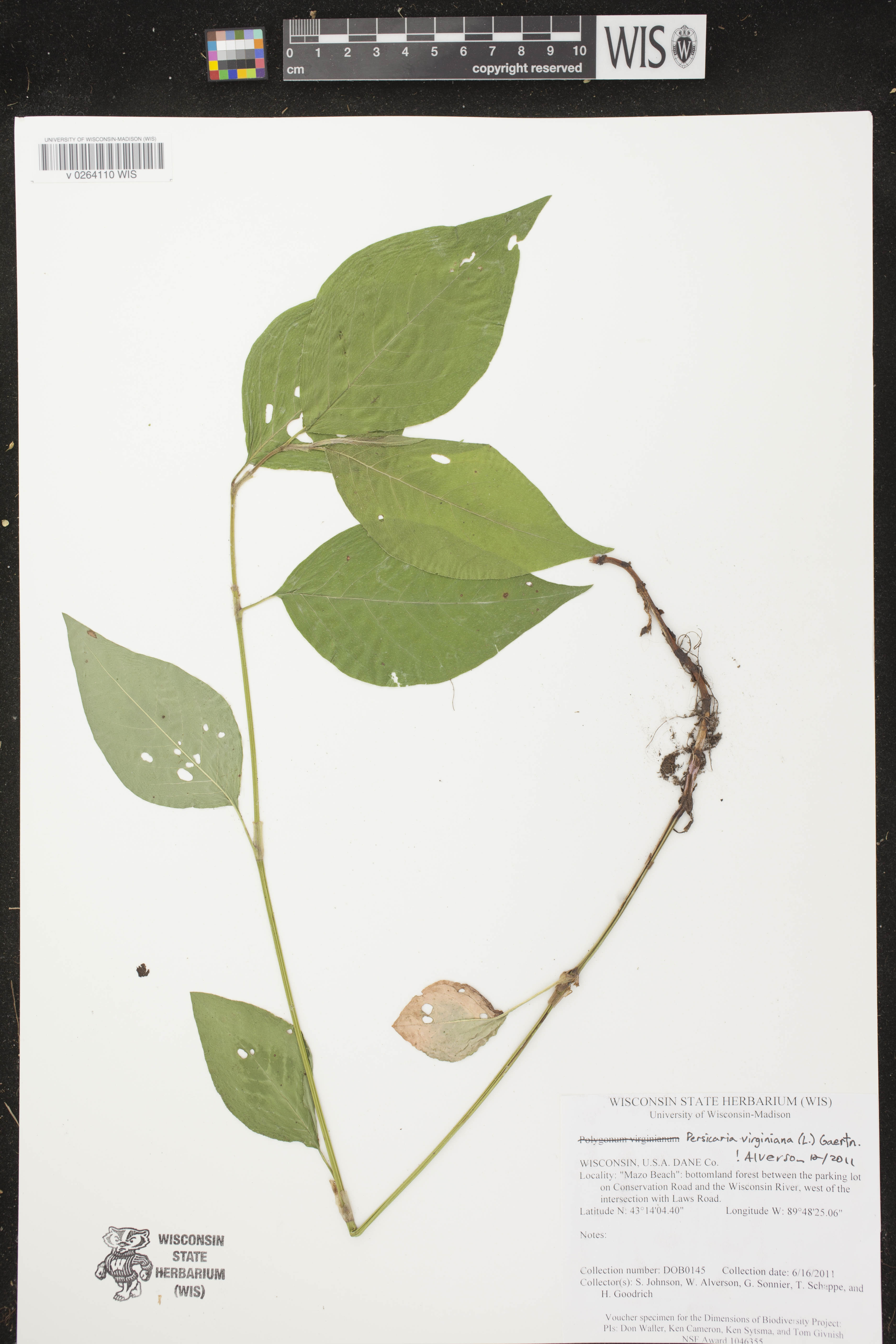 Persicaria virginiana image