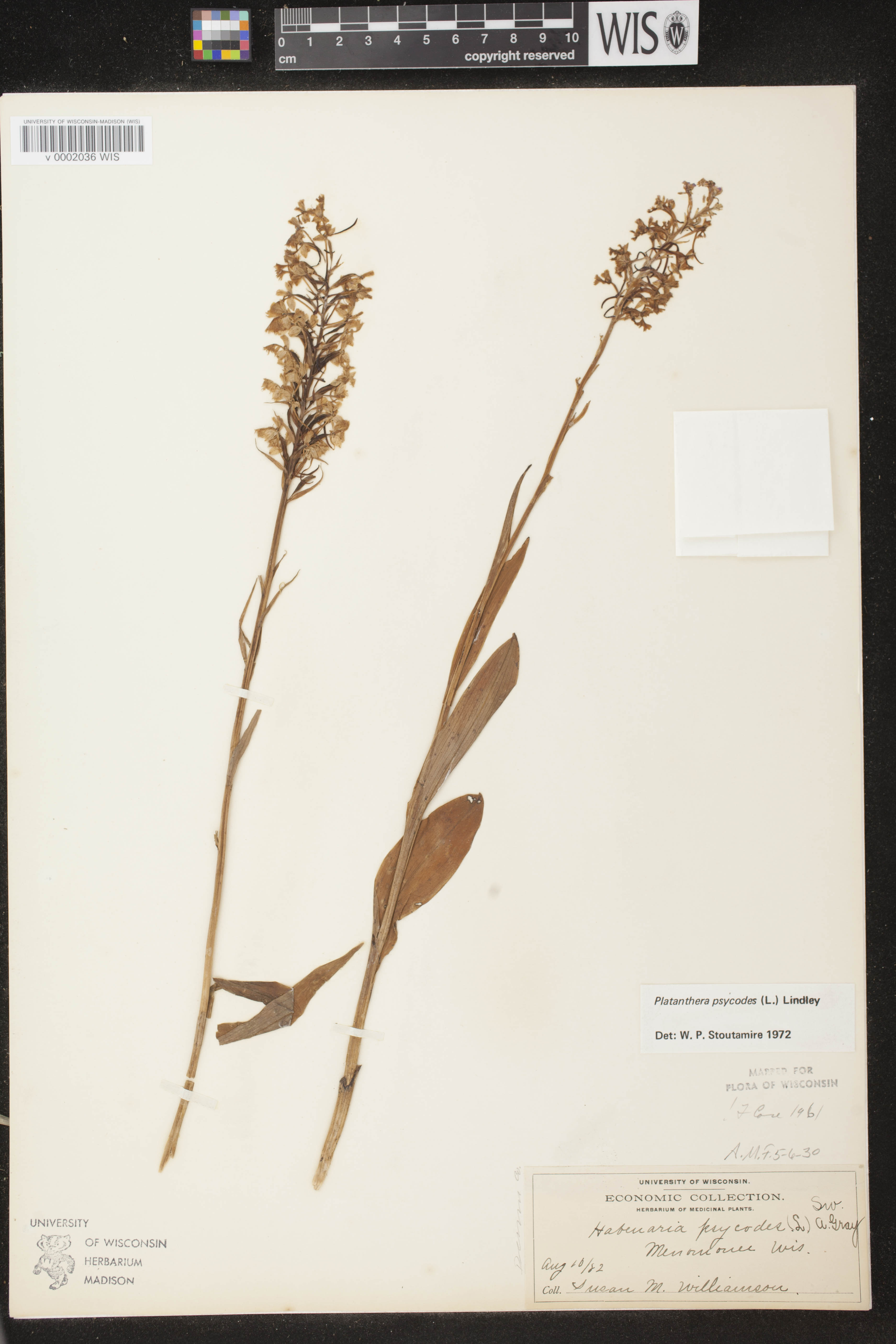 Platanthera psycodes image