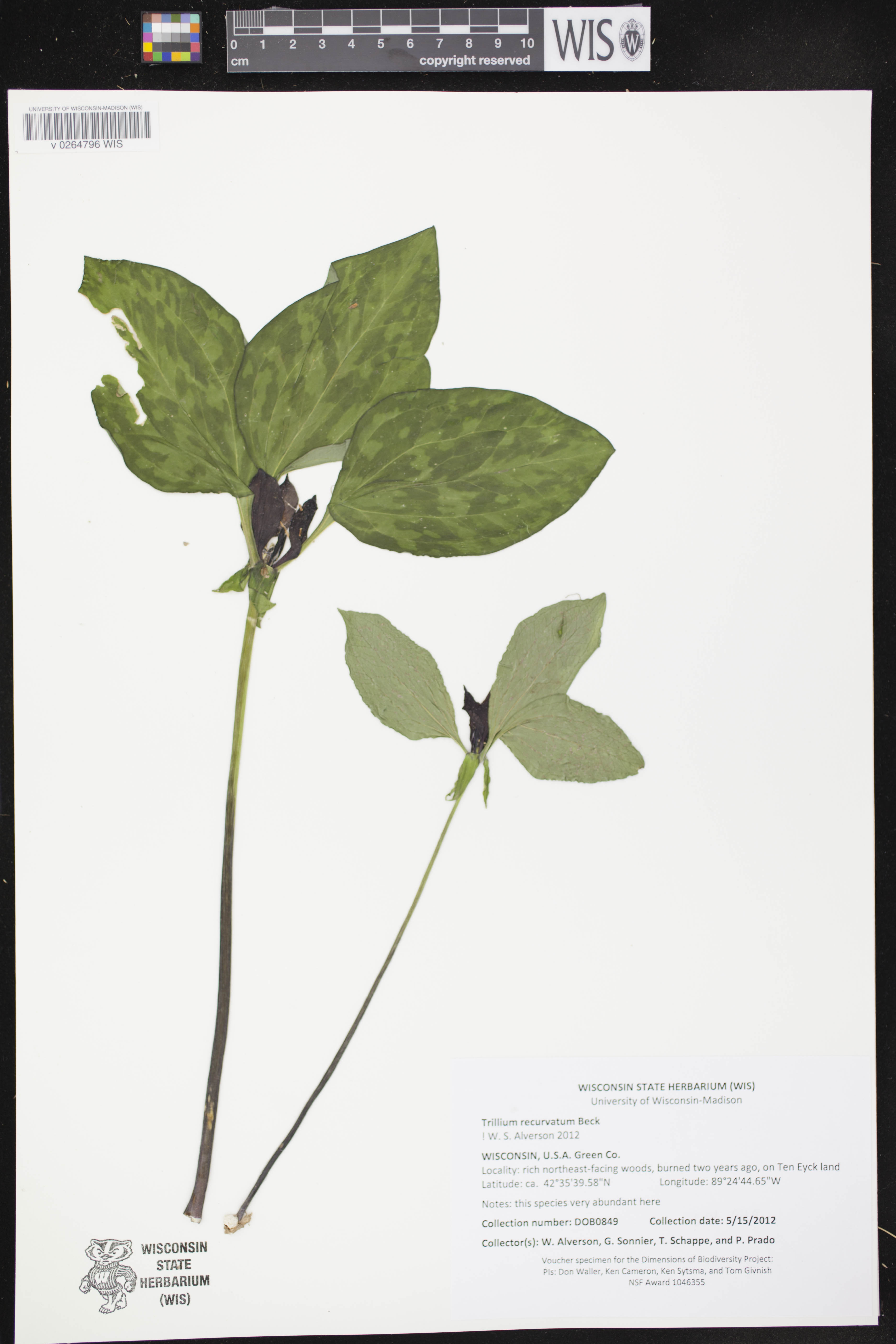 Trillium recurvatum image
