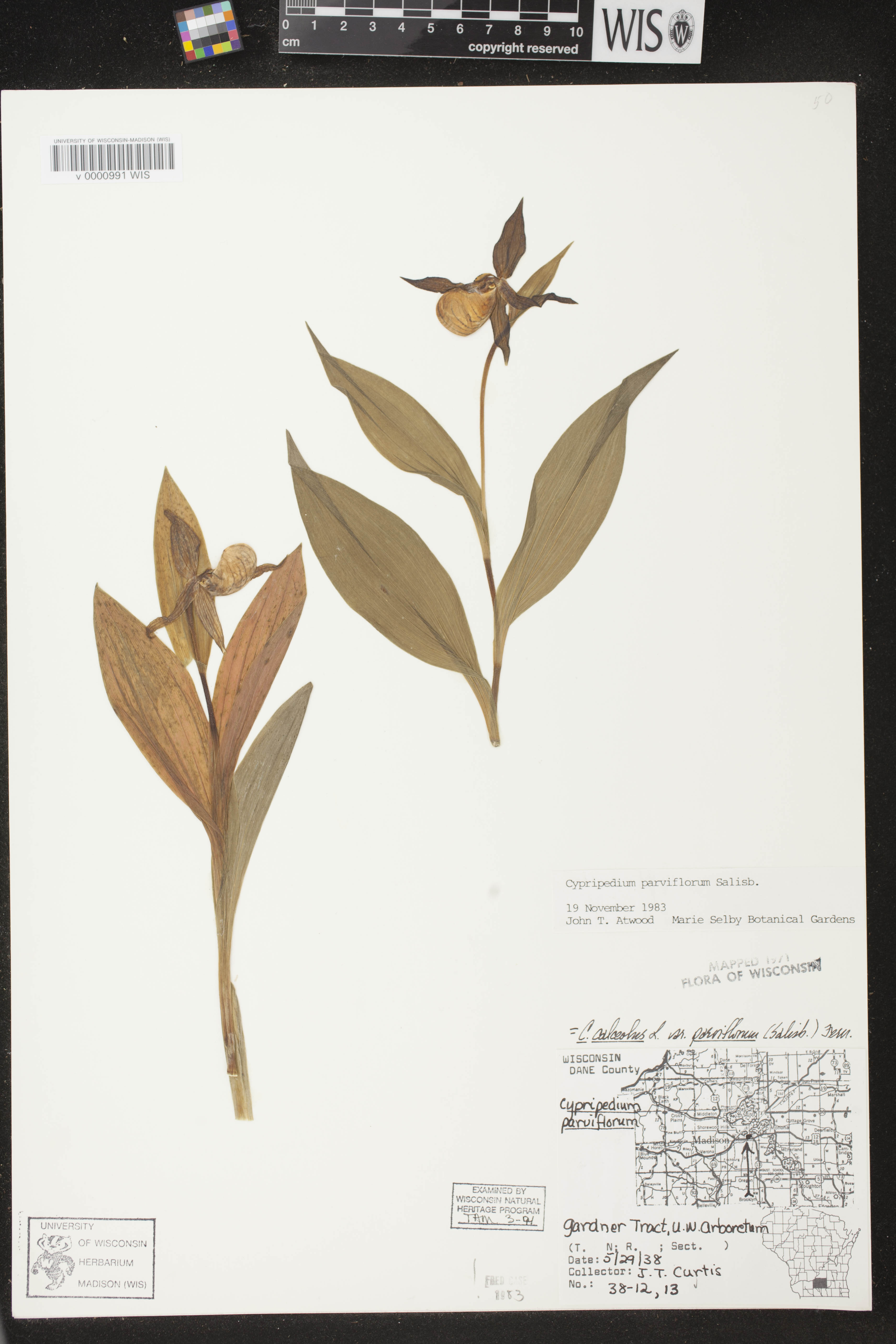 Cypripedium parviflorum image