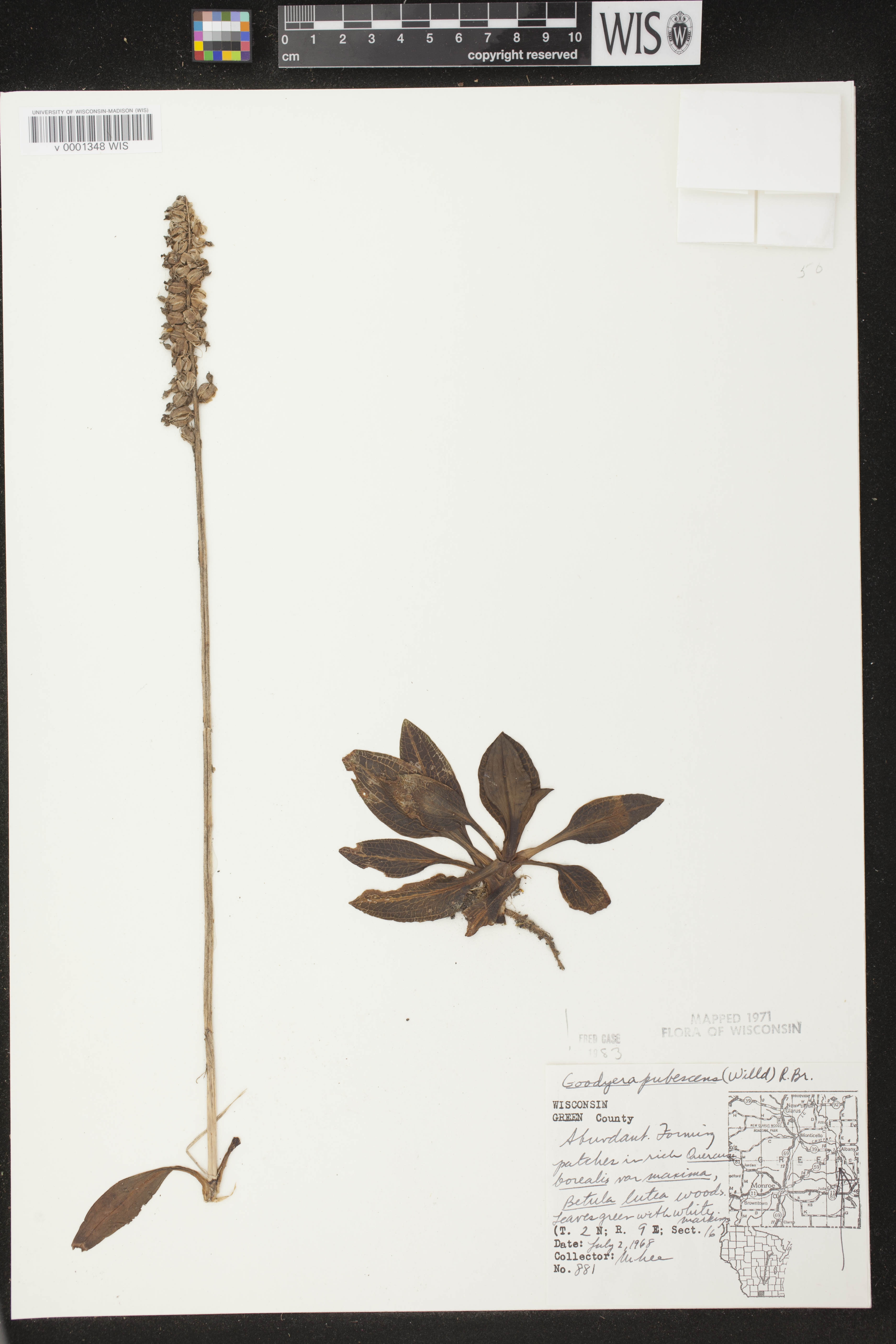 Goodyera pubescens image