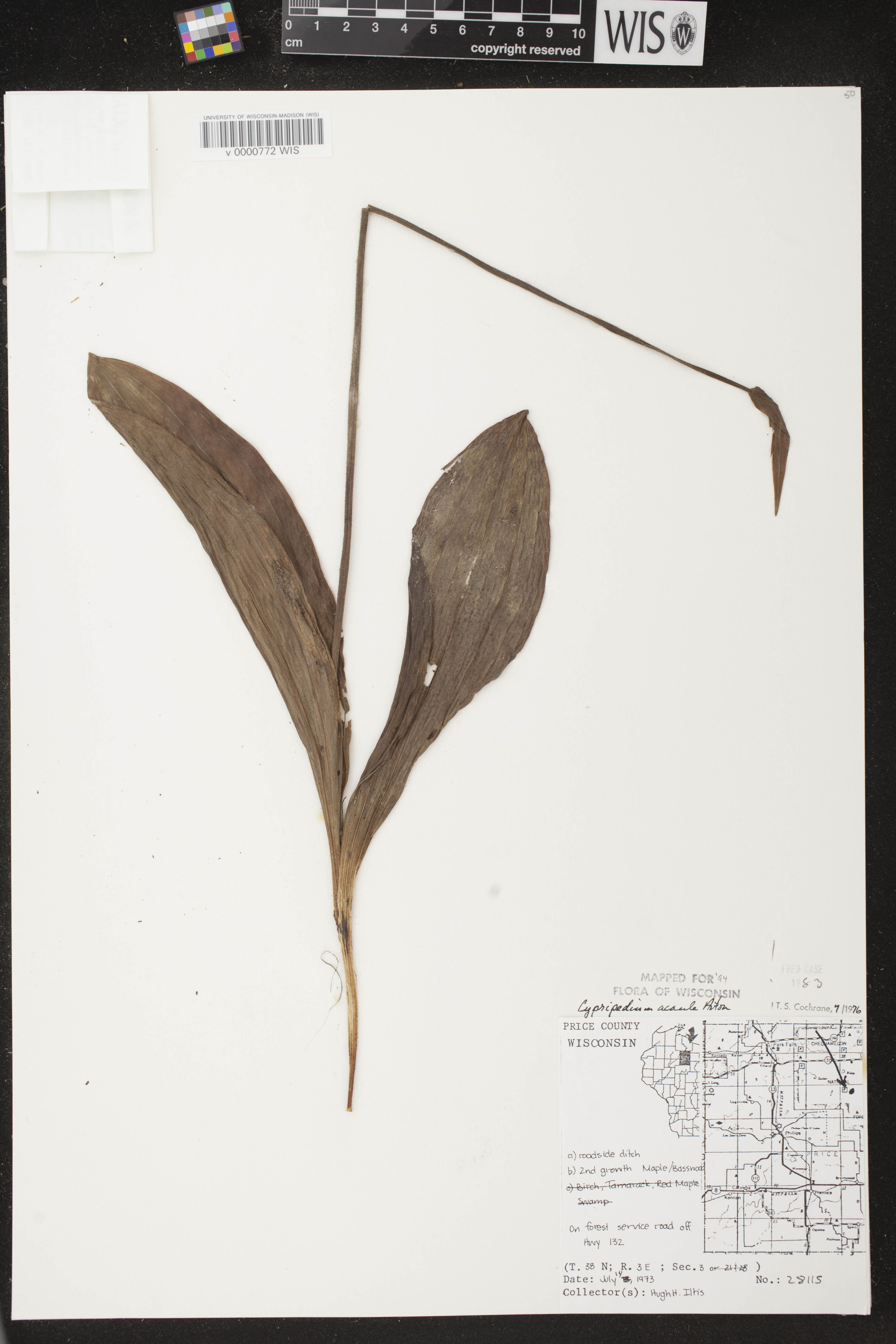 Cypripedium acaule image