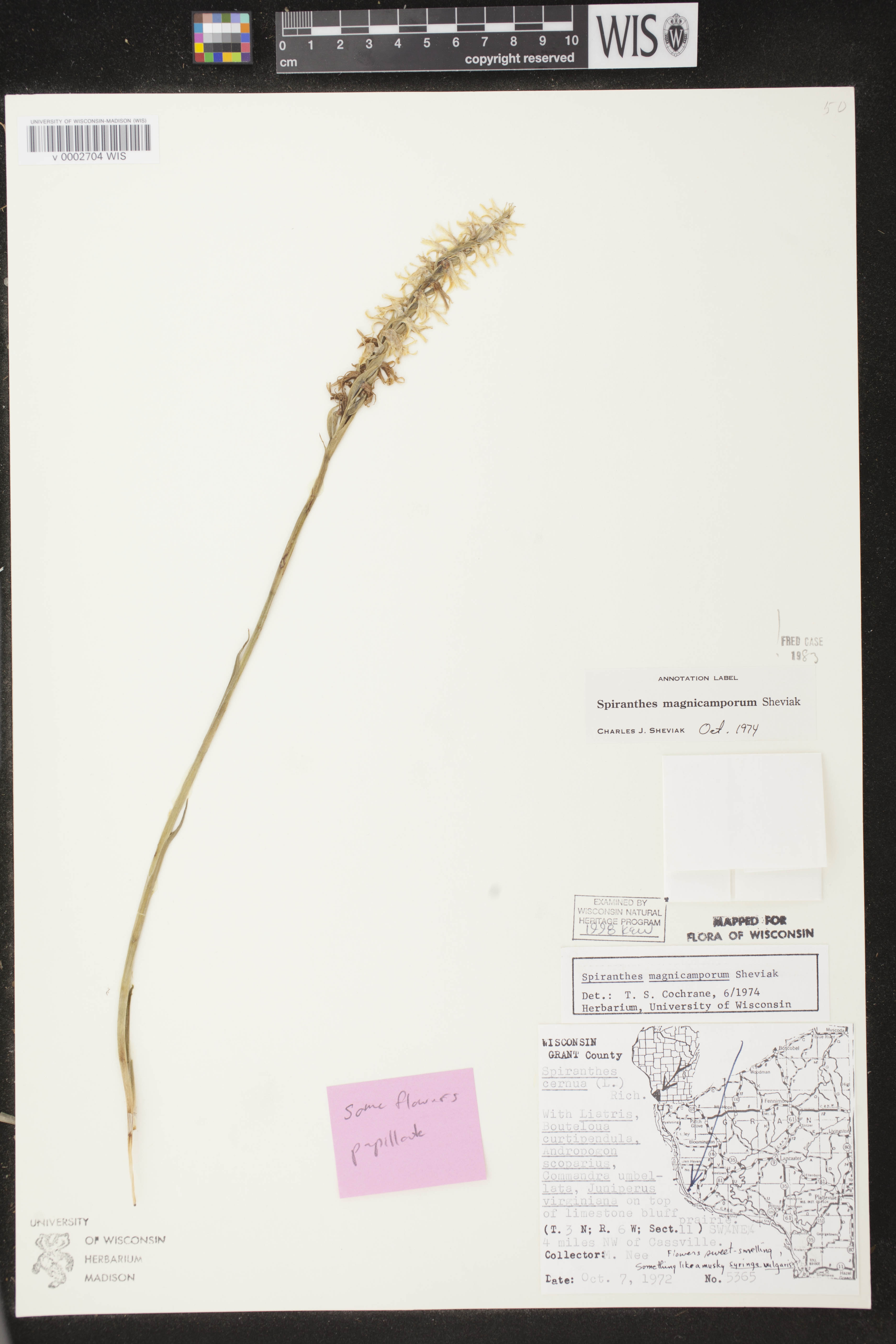 Spiranthes magnicamporum image