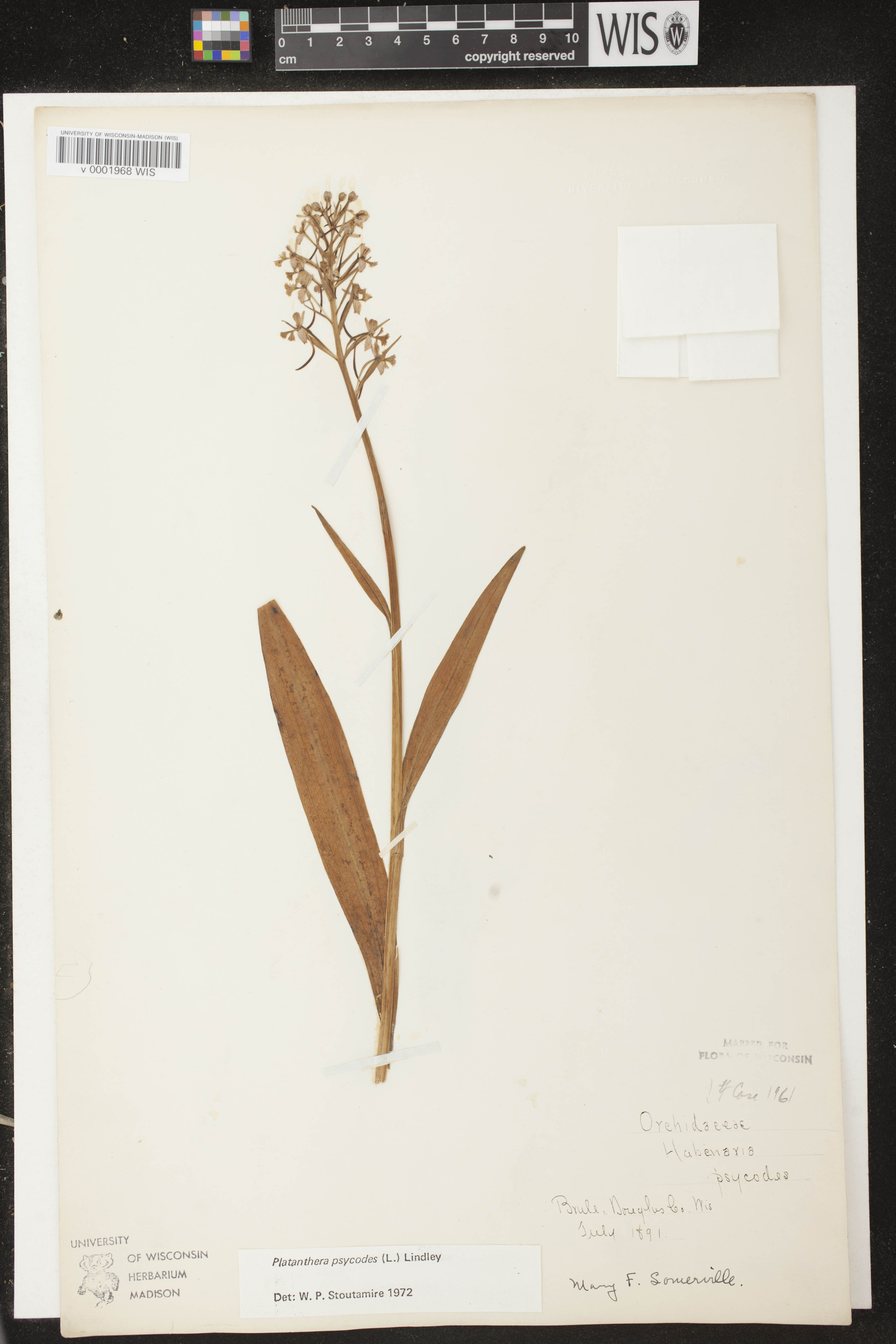 Platanthera psycodes image