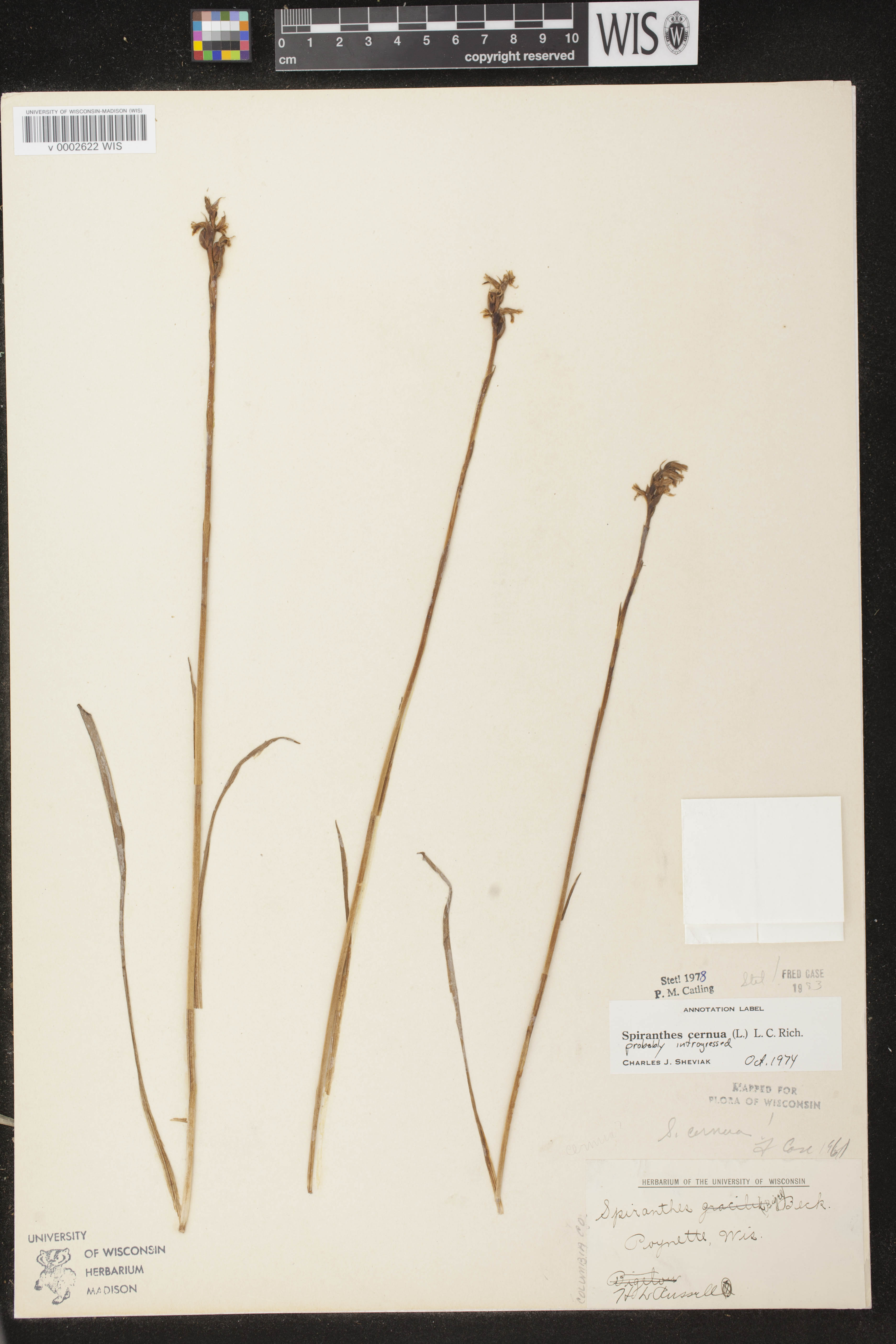 Spiranthes cernua image
