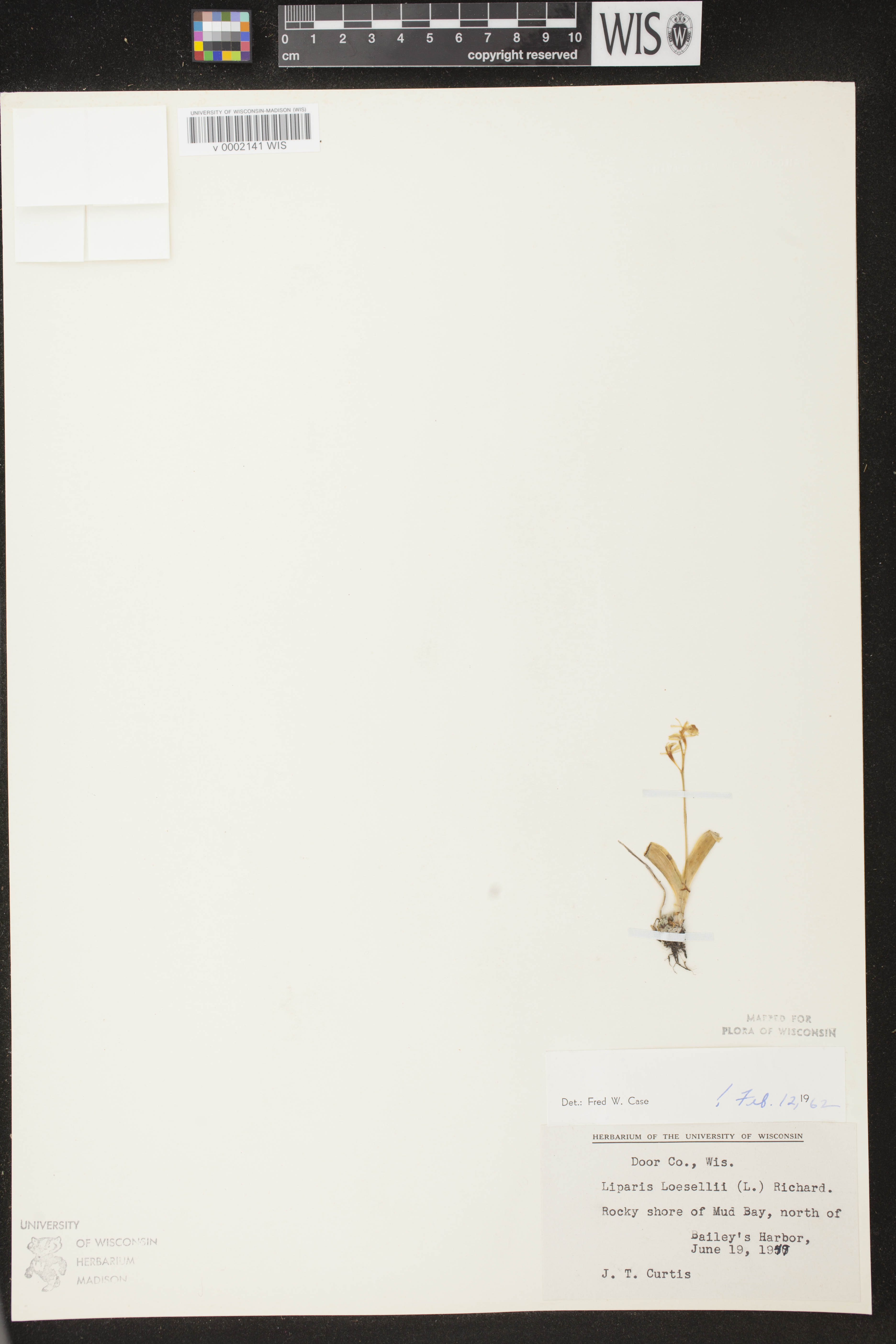 Liparis loeselii image