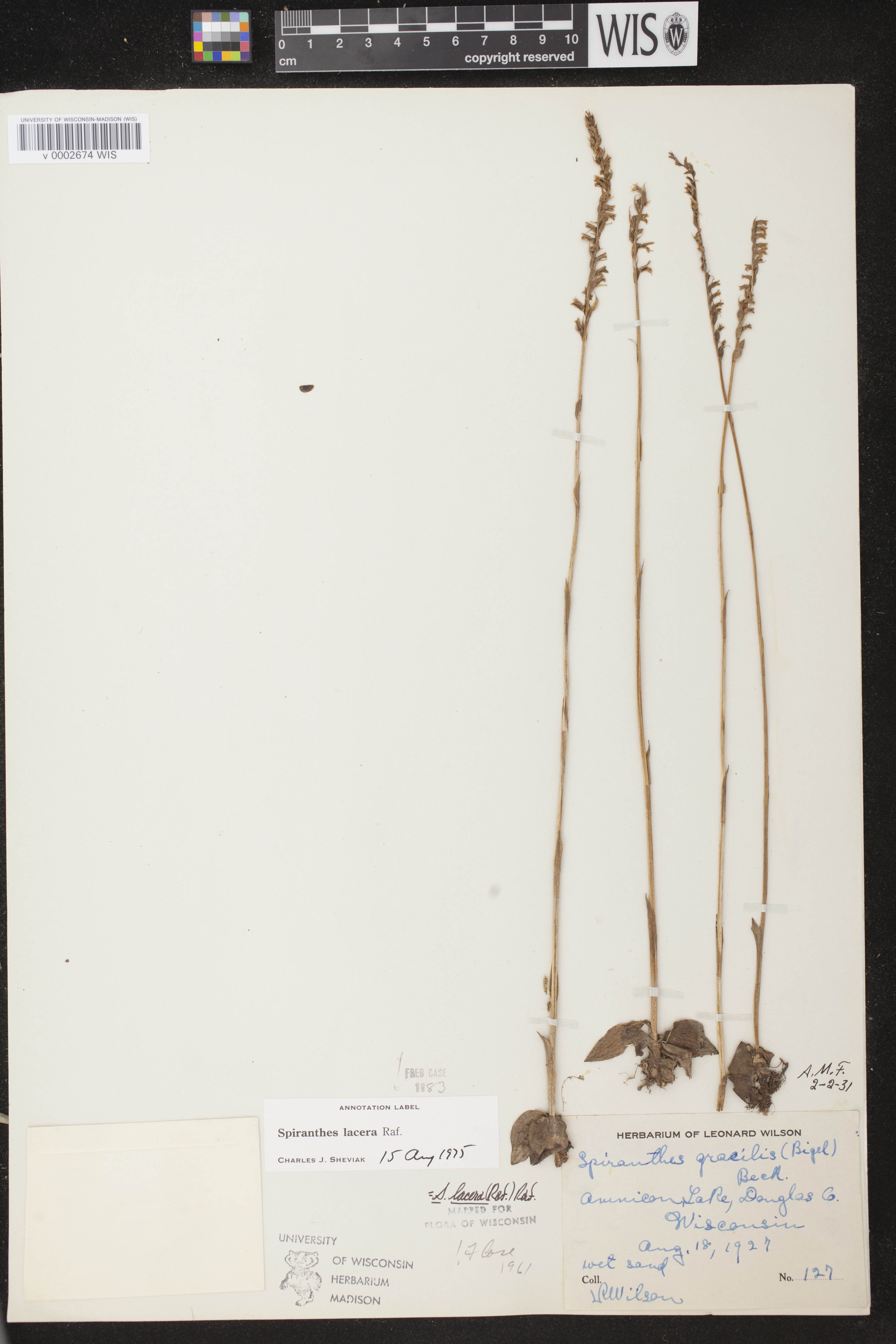 Spiranthes lacera var. lacera image