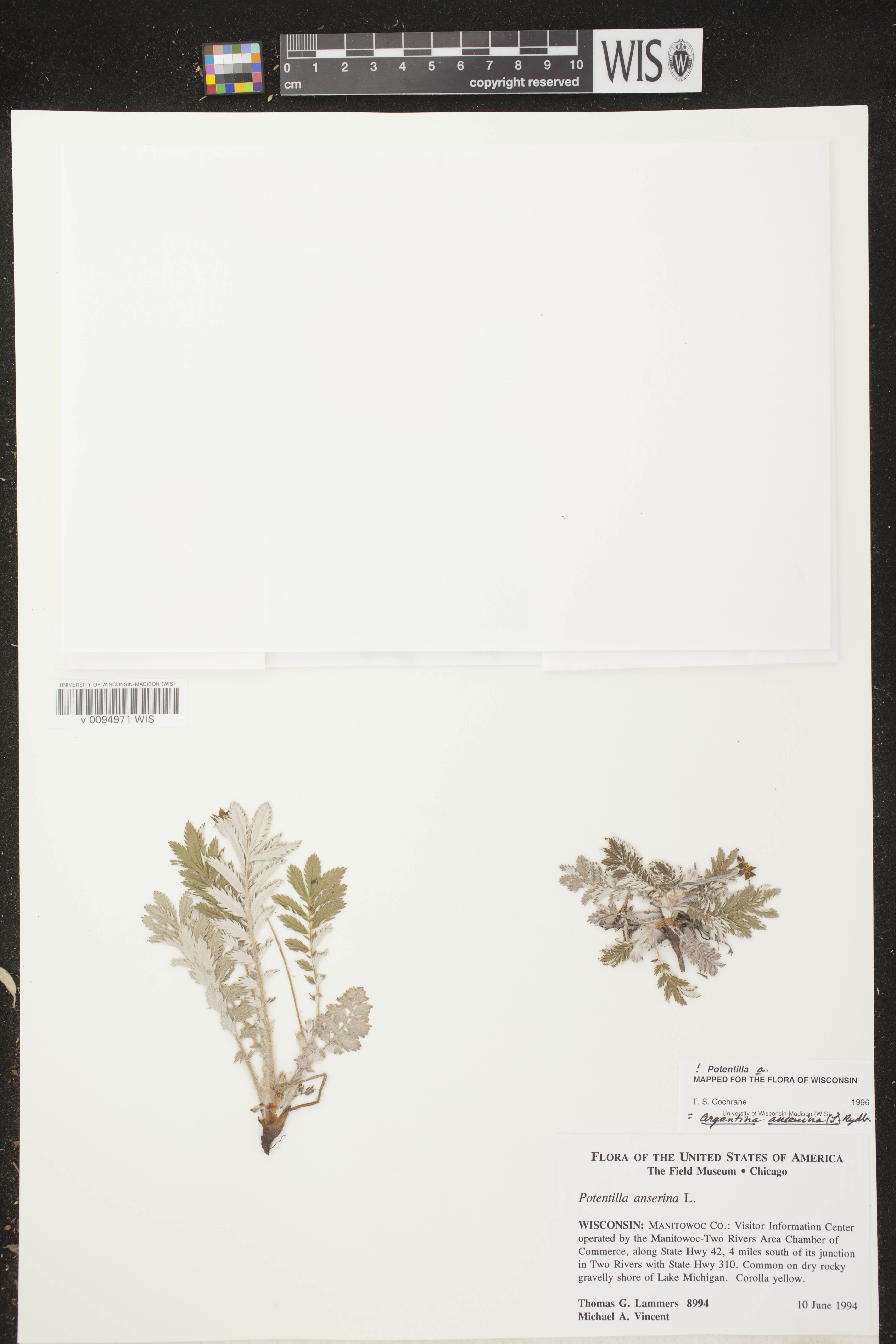 Potentilla anserina subsp. anserina image