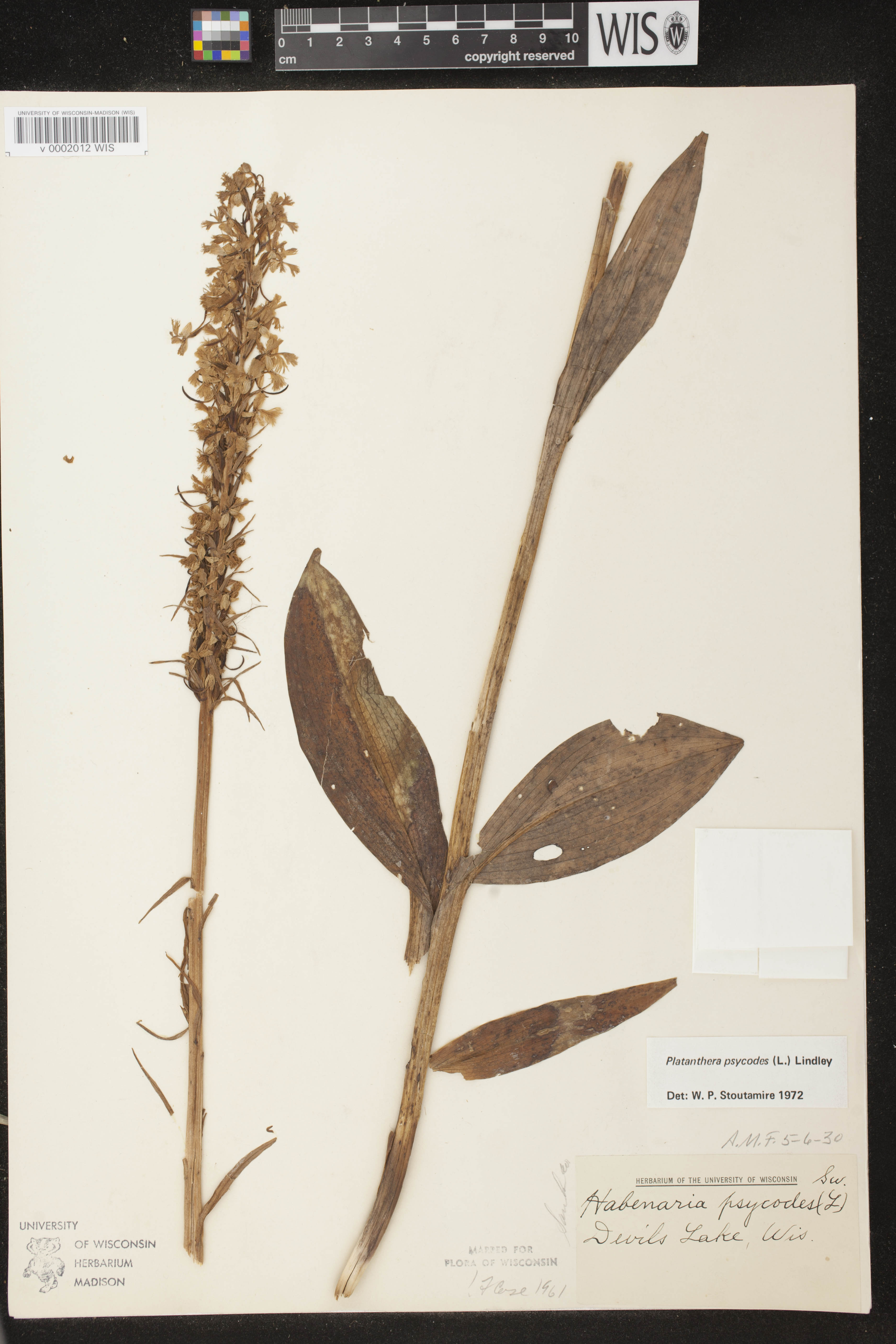 Platanthera psycodes image