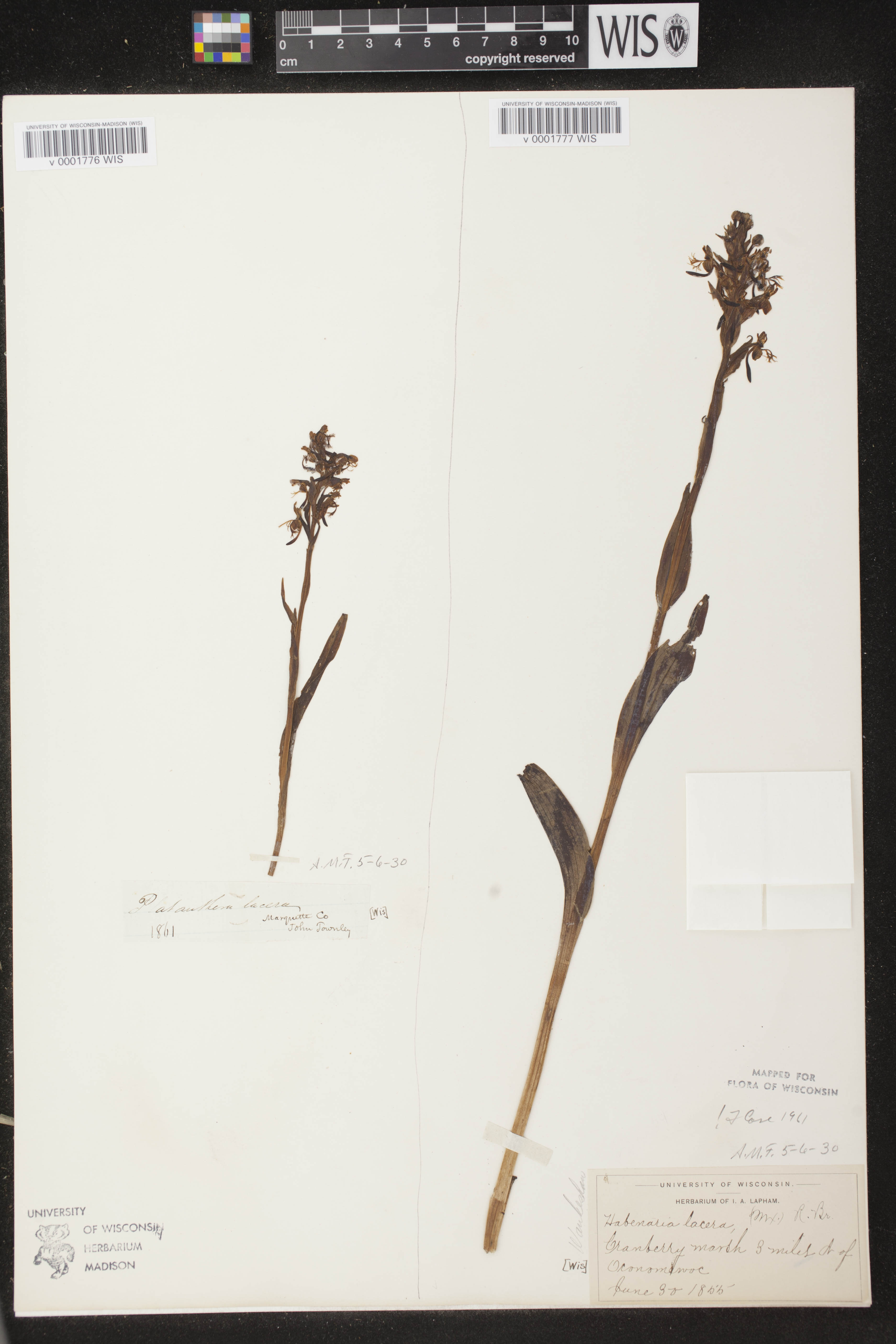 Platanthera lacera image