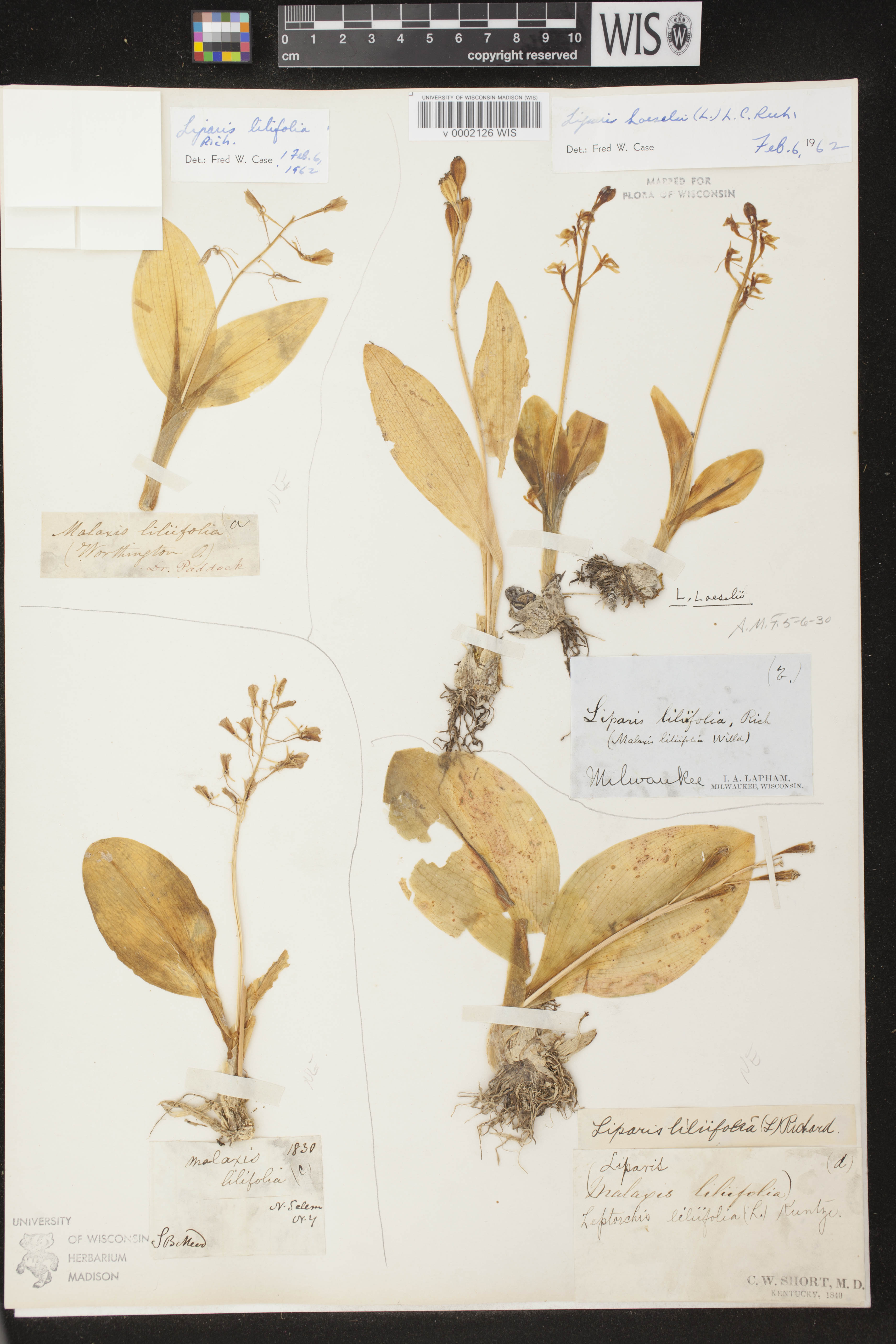 Liparis loeselii image
