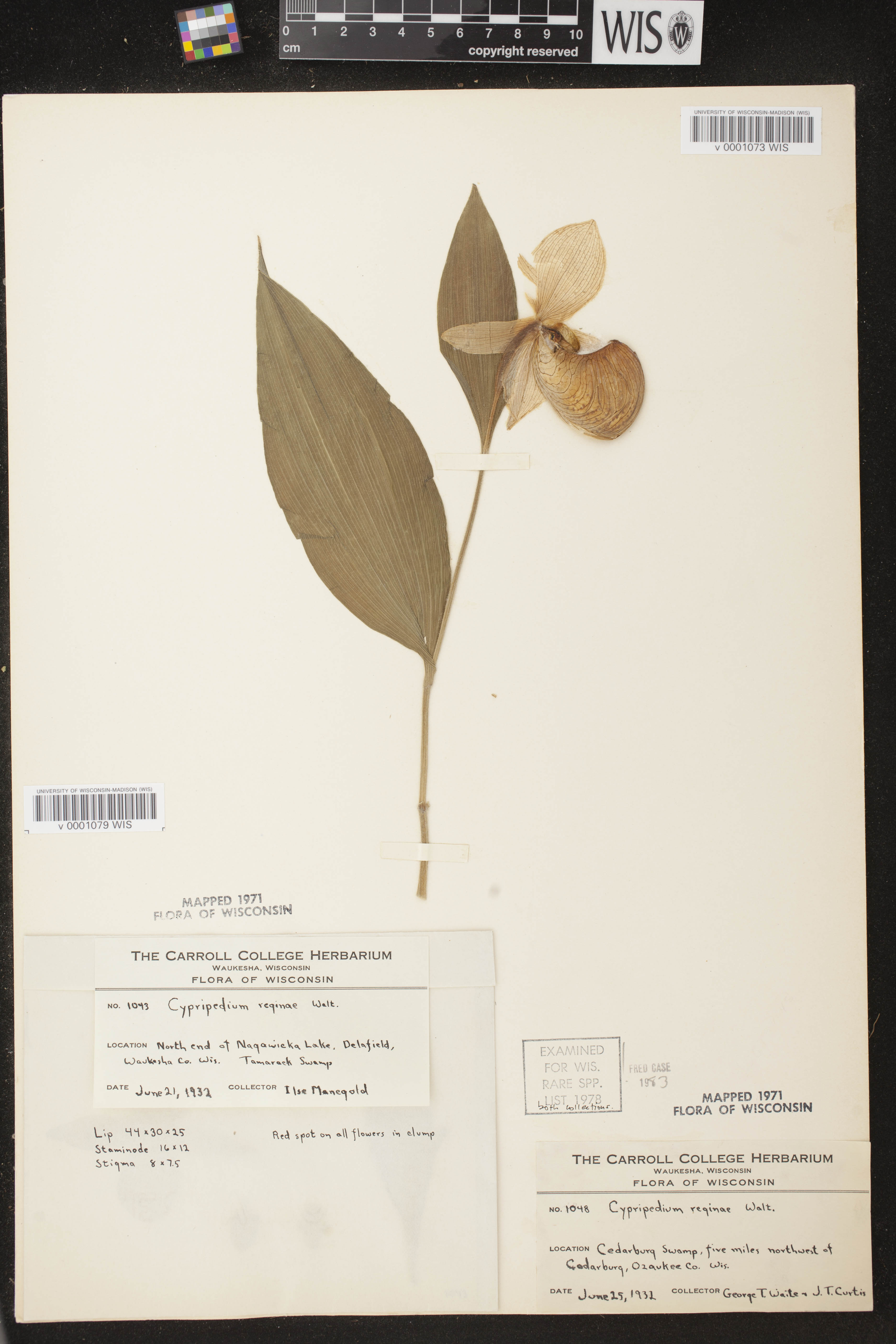 Cypripedium reginae image