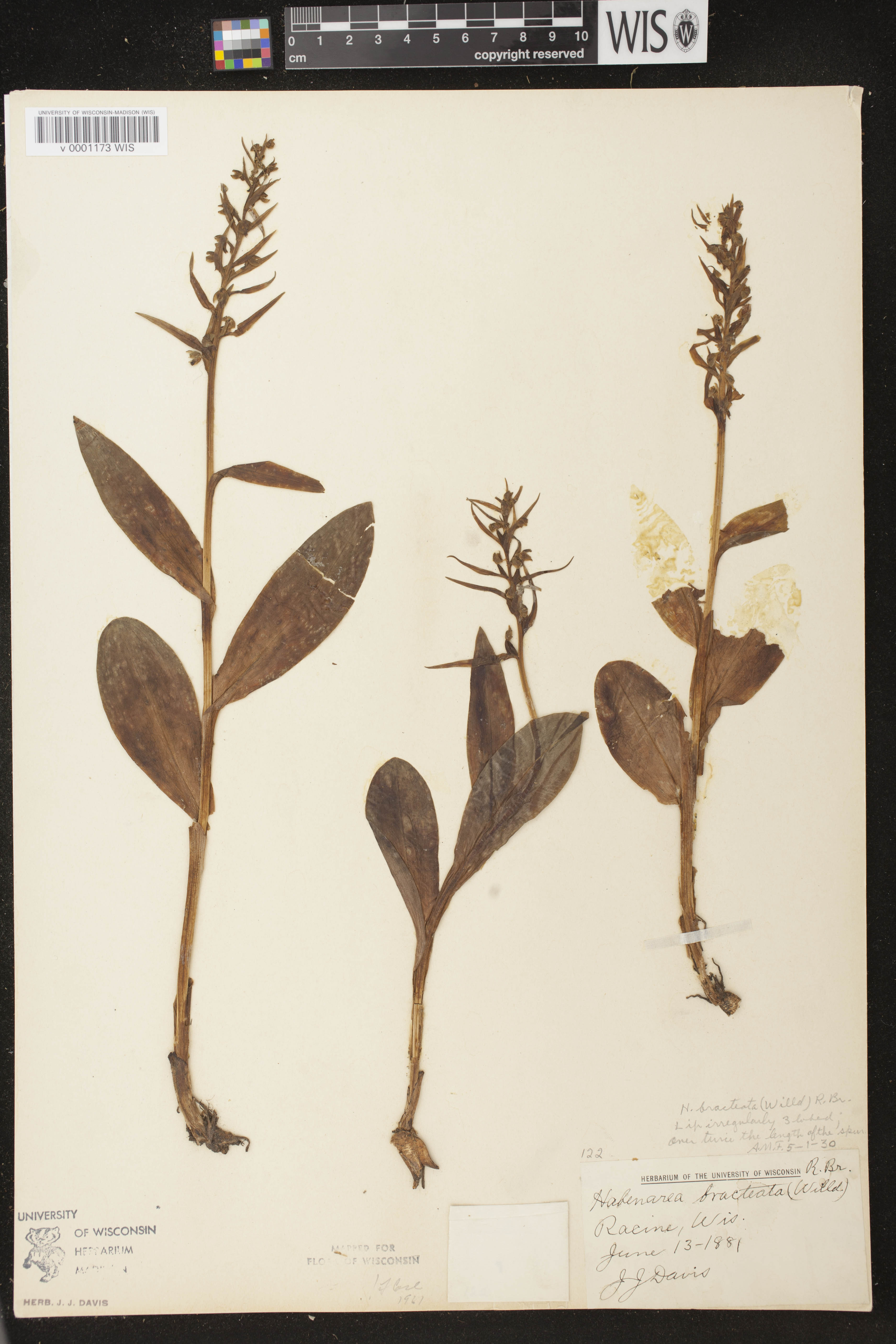 Coeloglossum viride var. virescens image