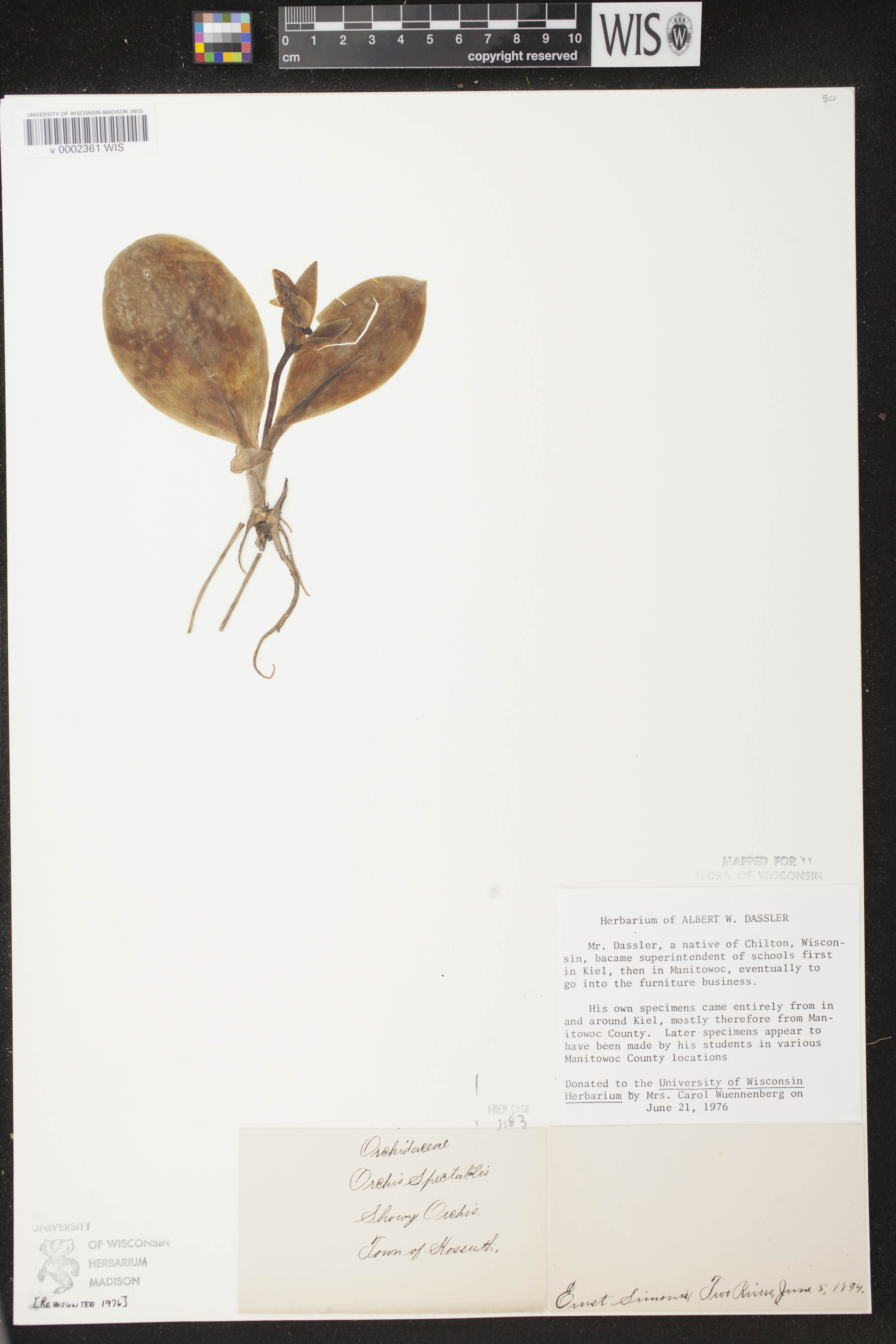 Galearis spectabilis image