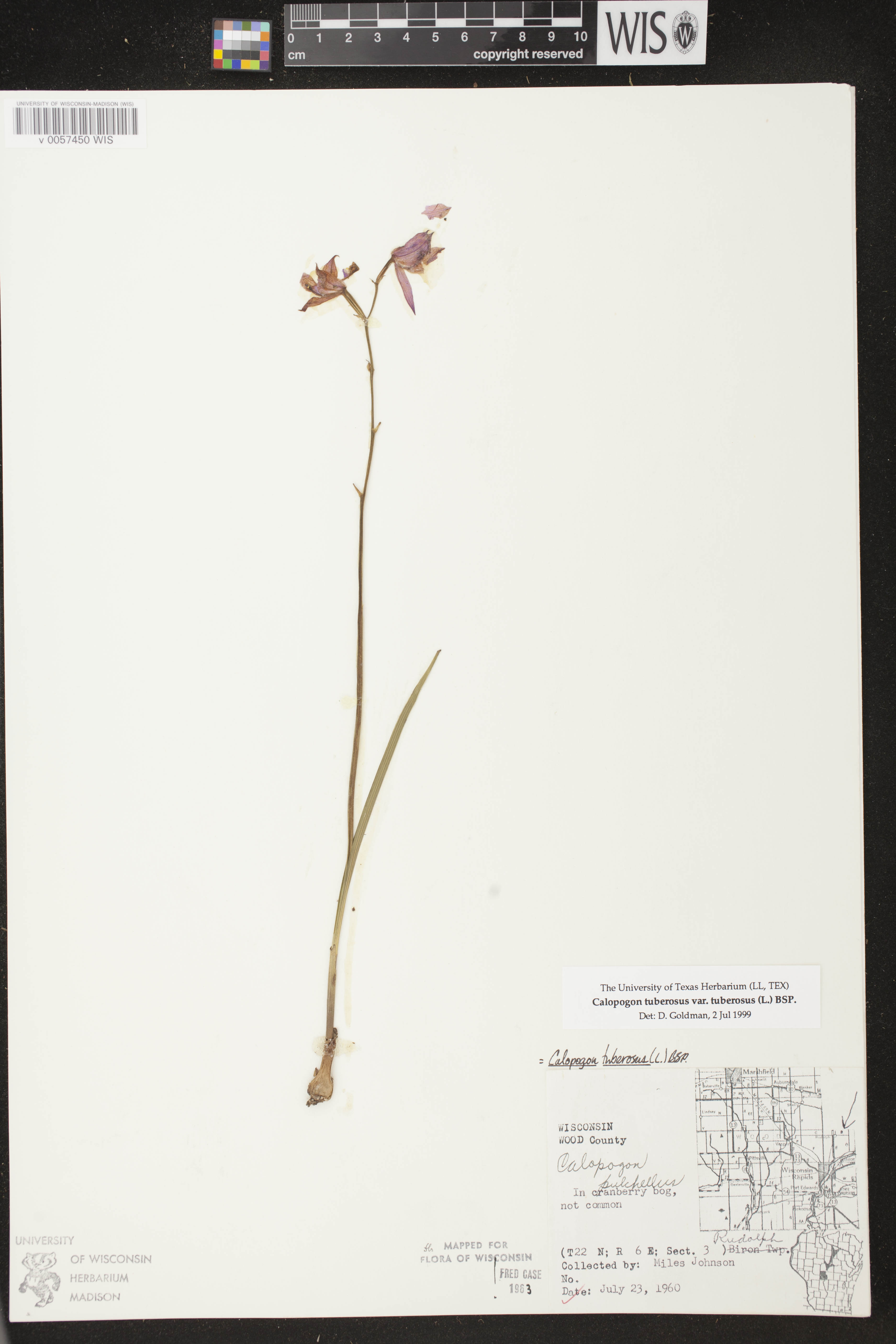 Calopogon tuberosus var. tuberosus image