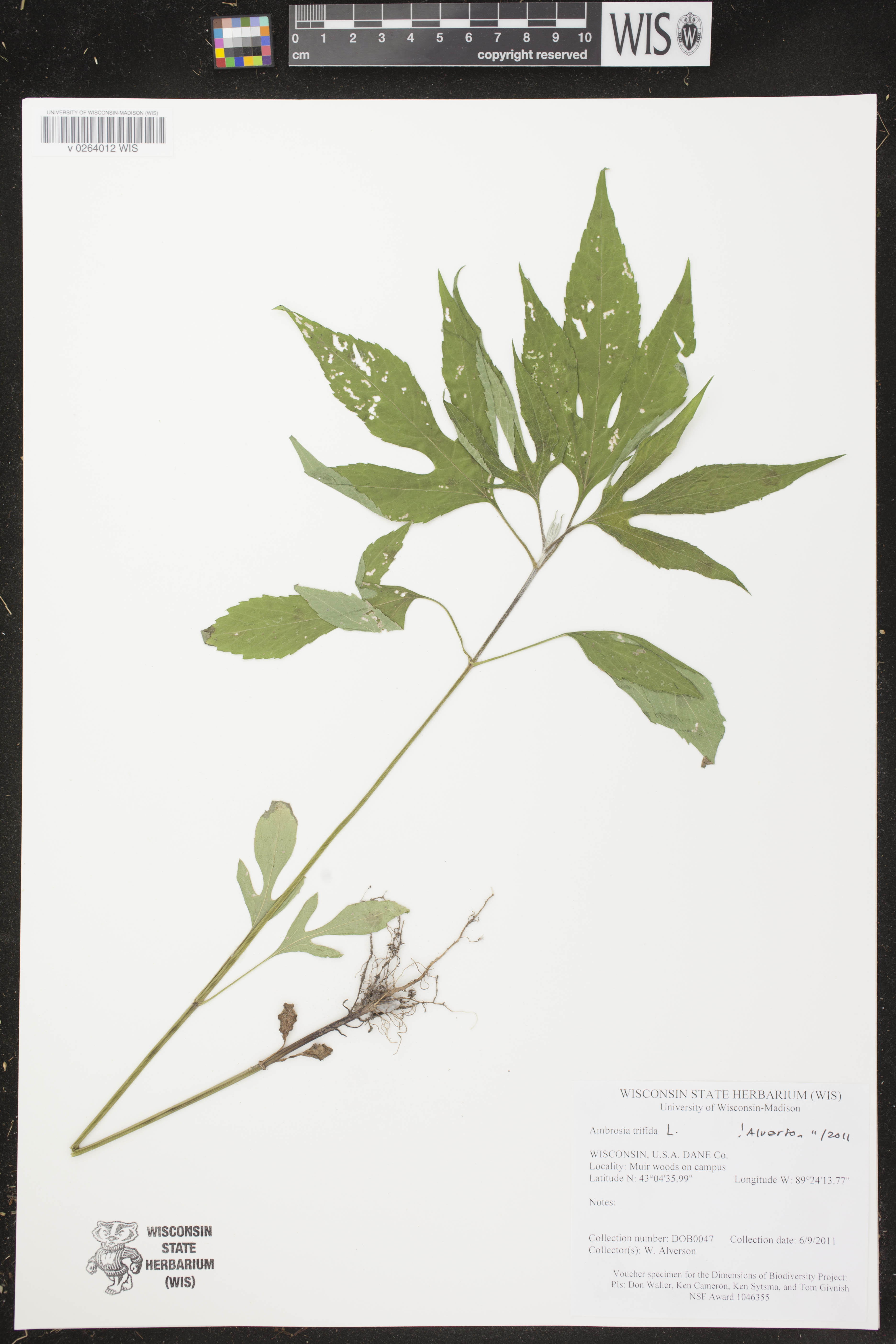 Ambrosia trifida image