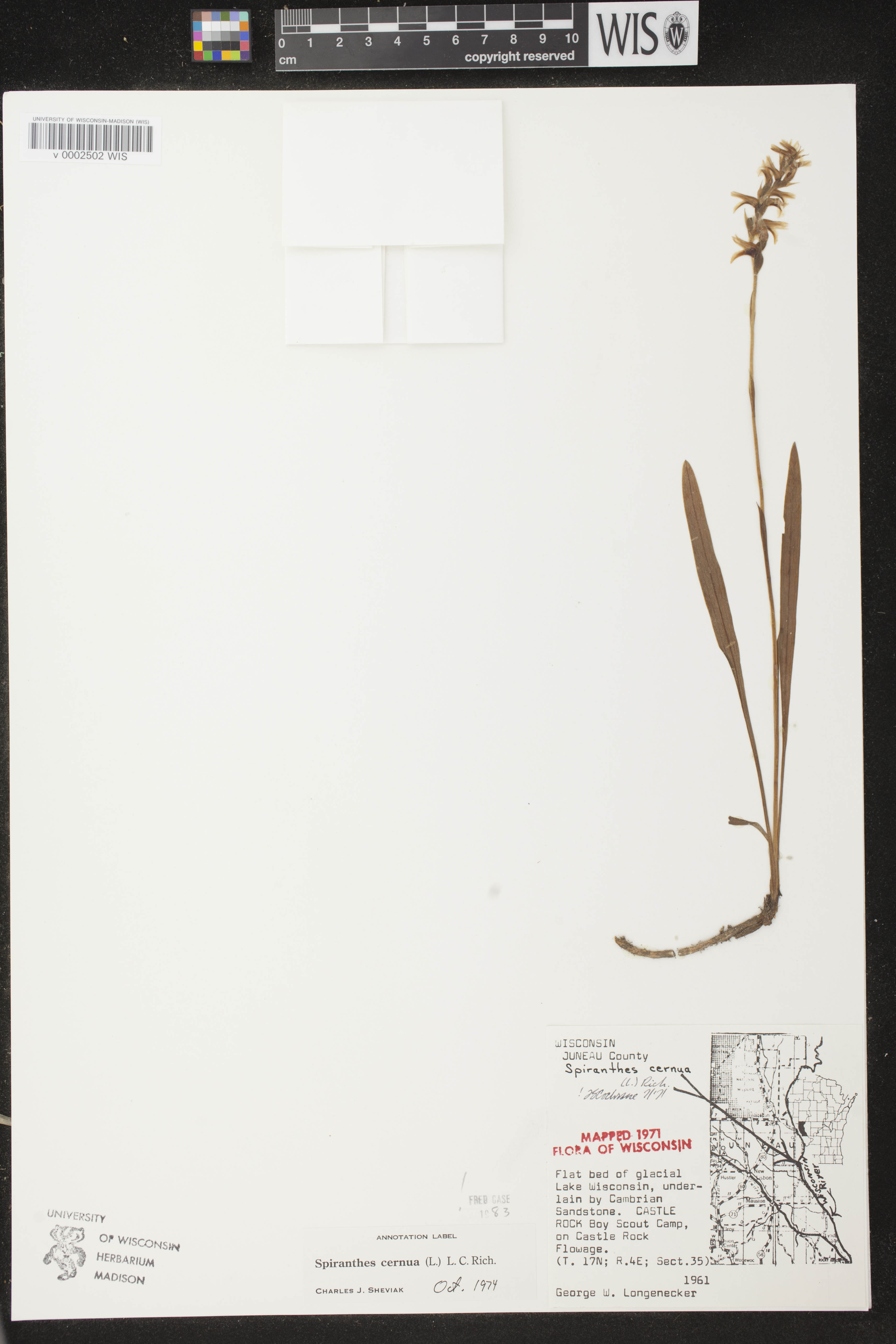 Spiranthes cernua image