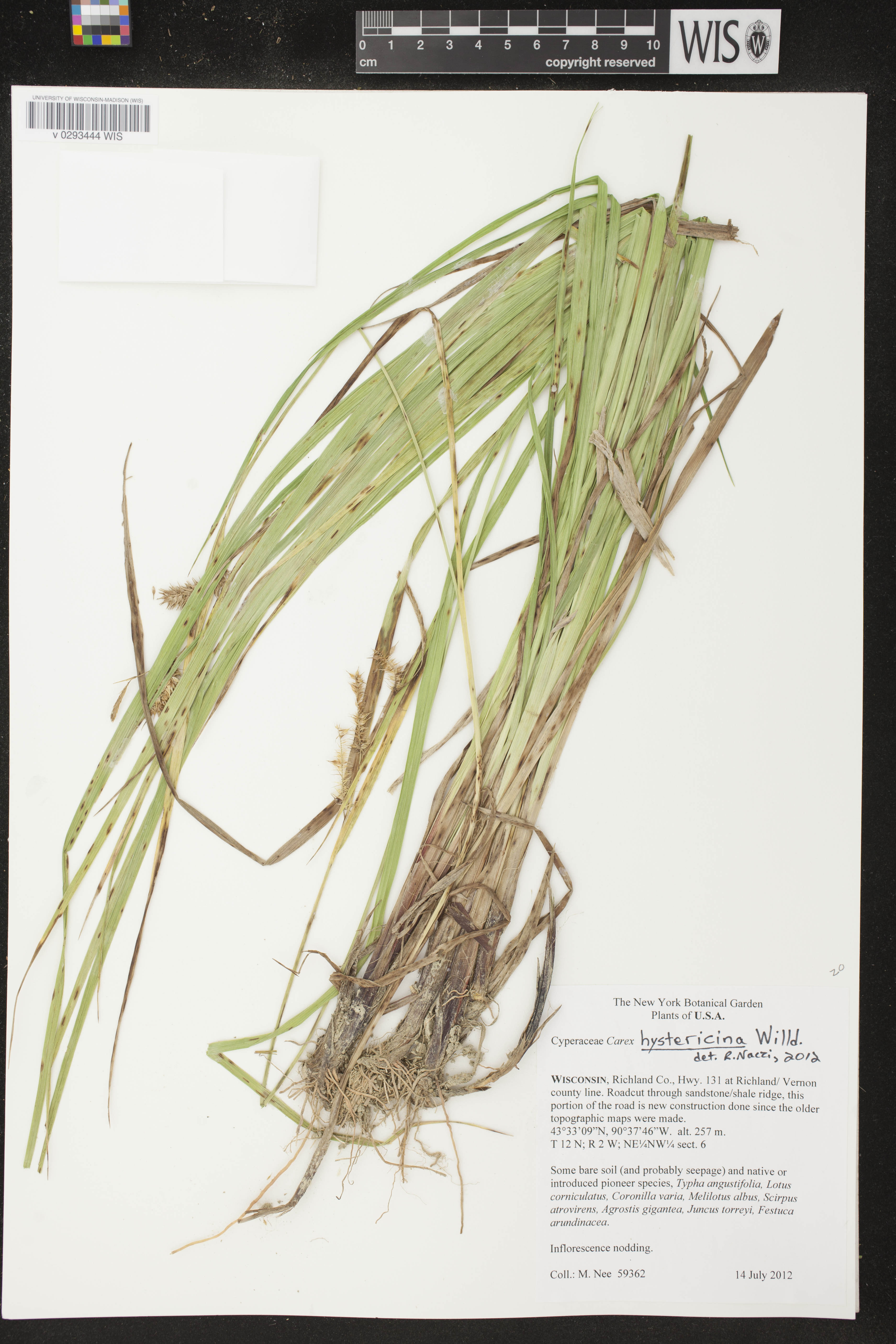 Carex hystericina image