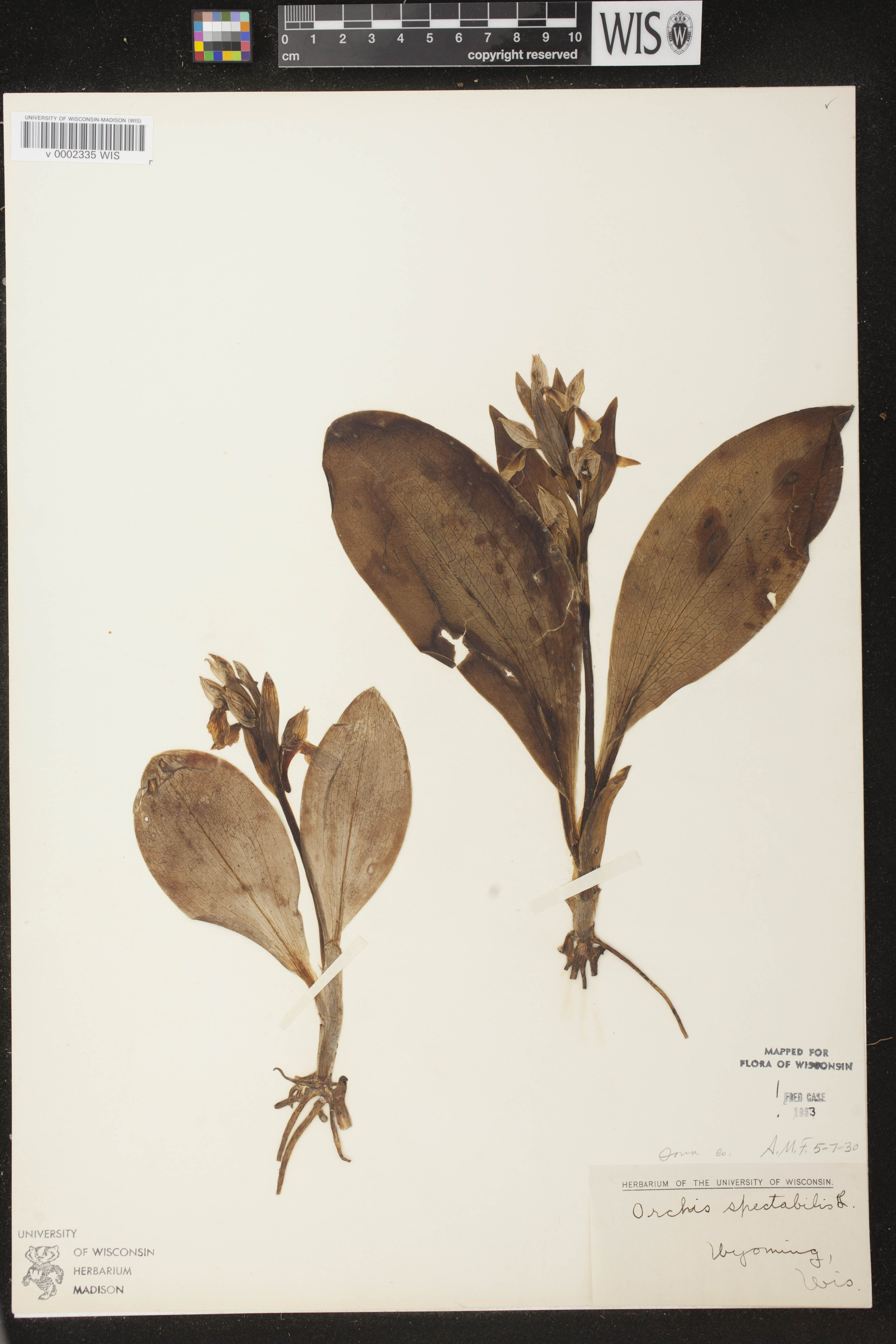 Galearis spectabilis image