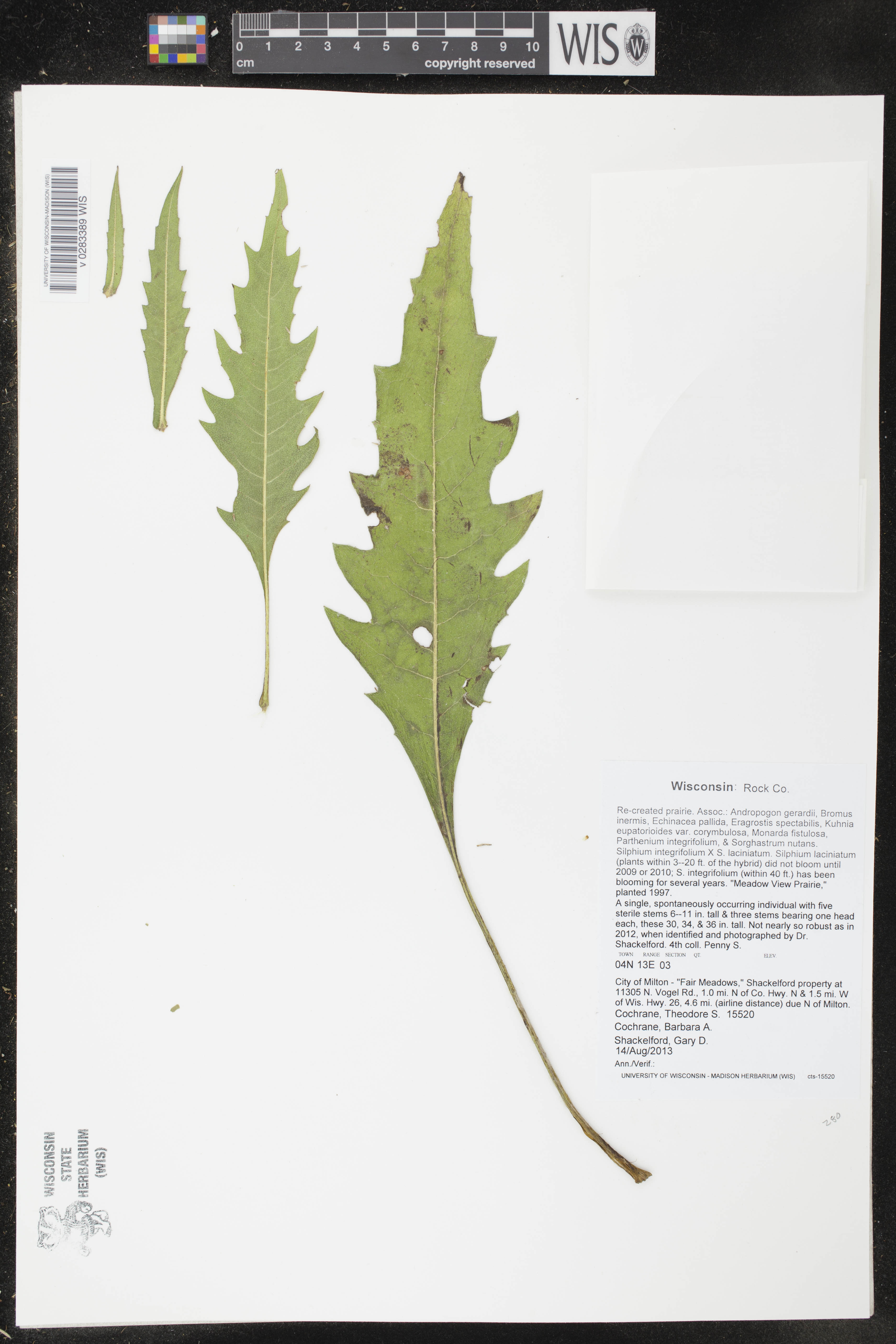 Image of Silphium integrifolium x s. laciniatum