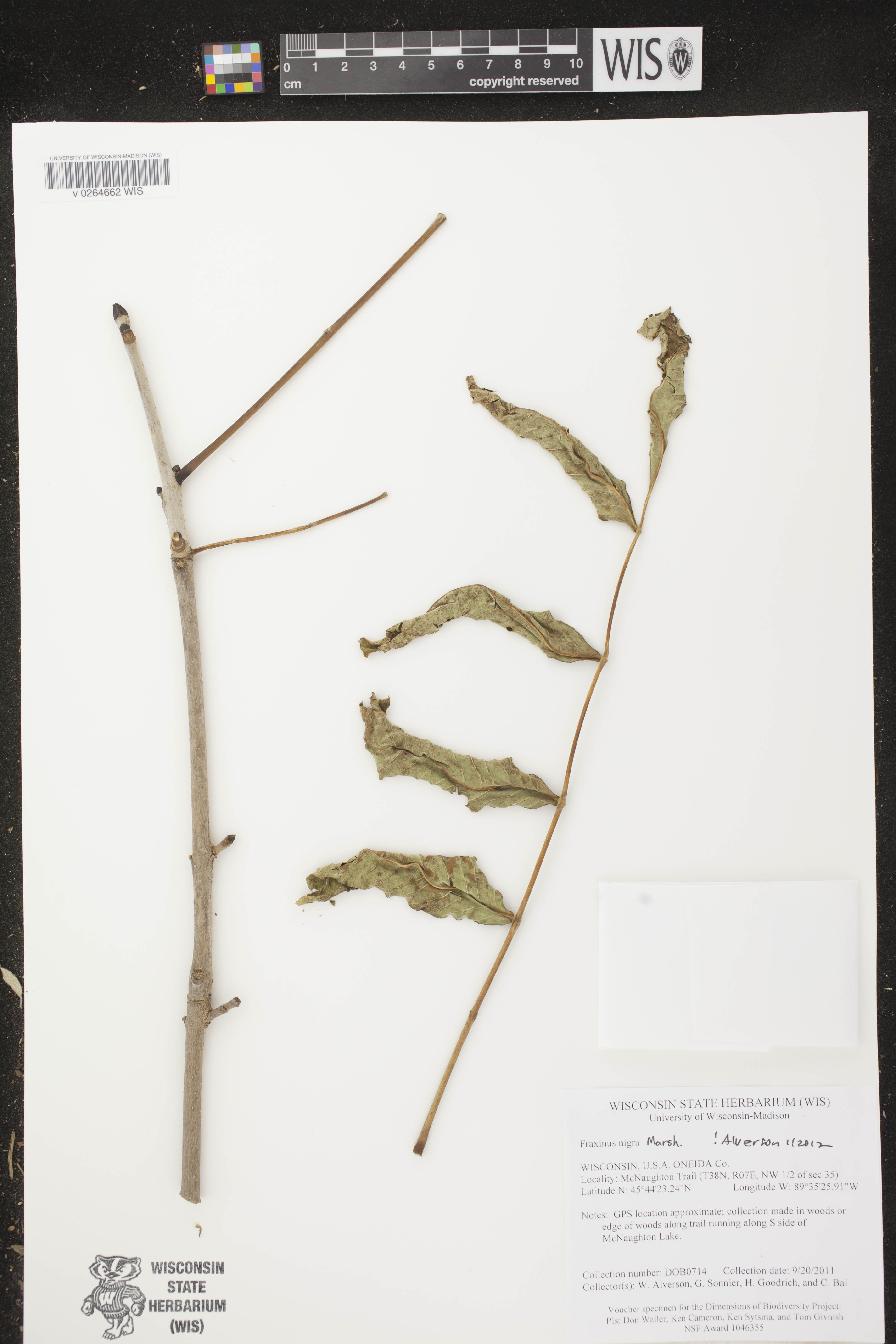 Fraxinus nigra image