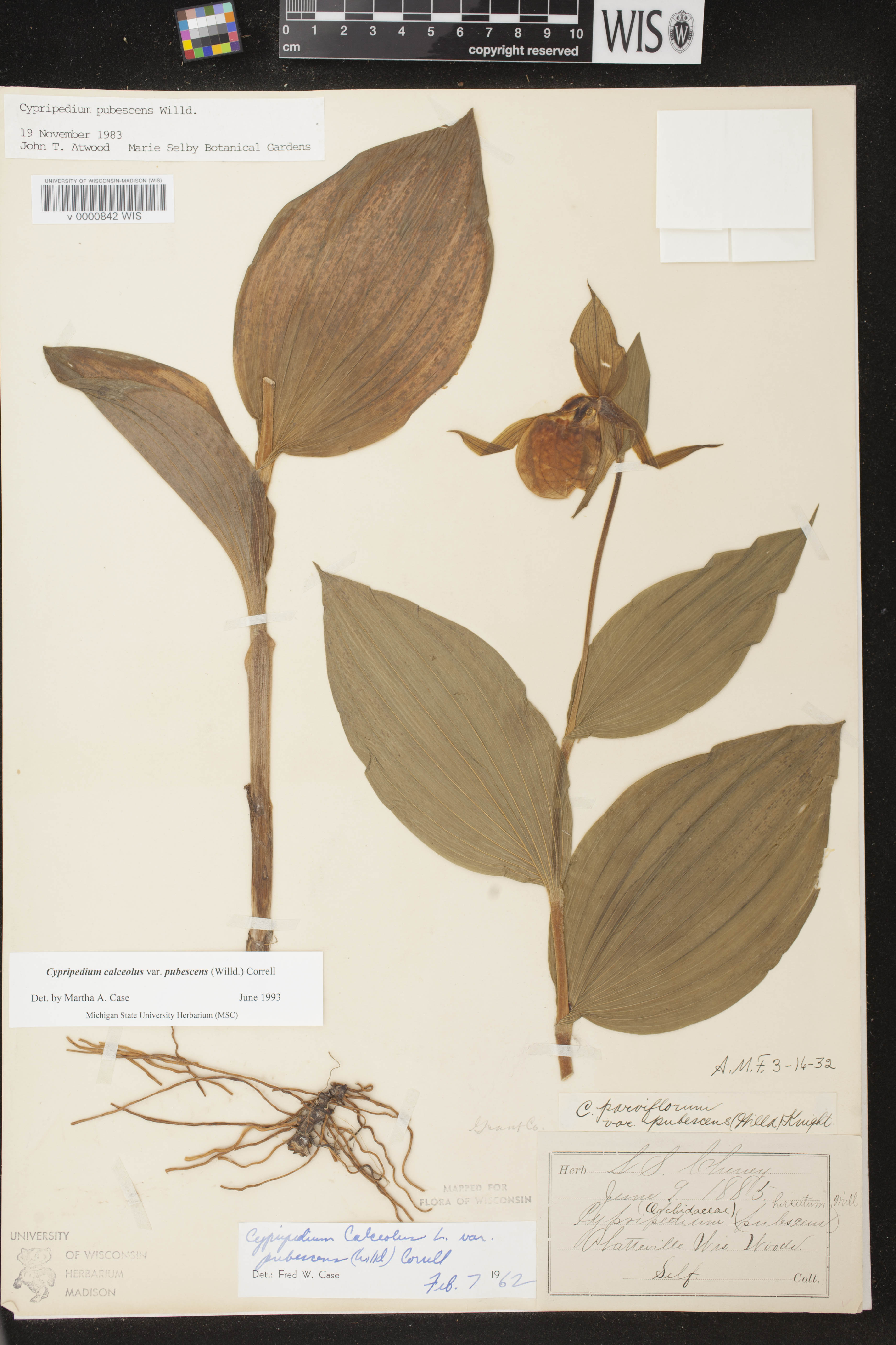 Cypripedium parviflorum image