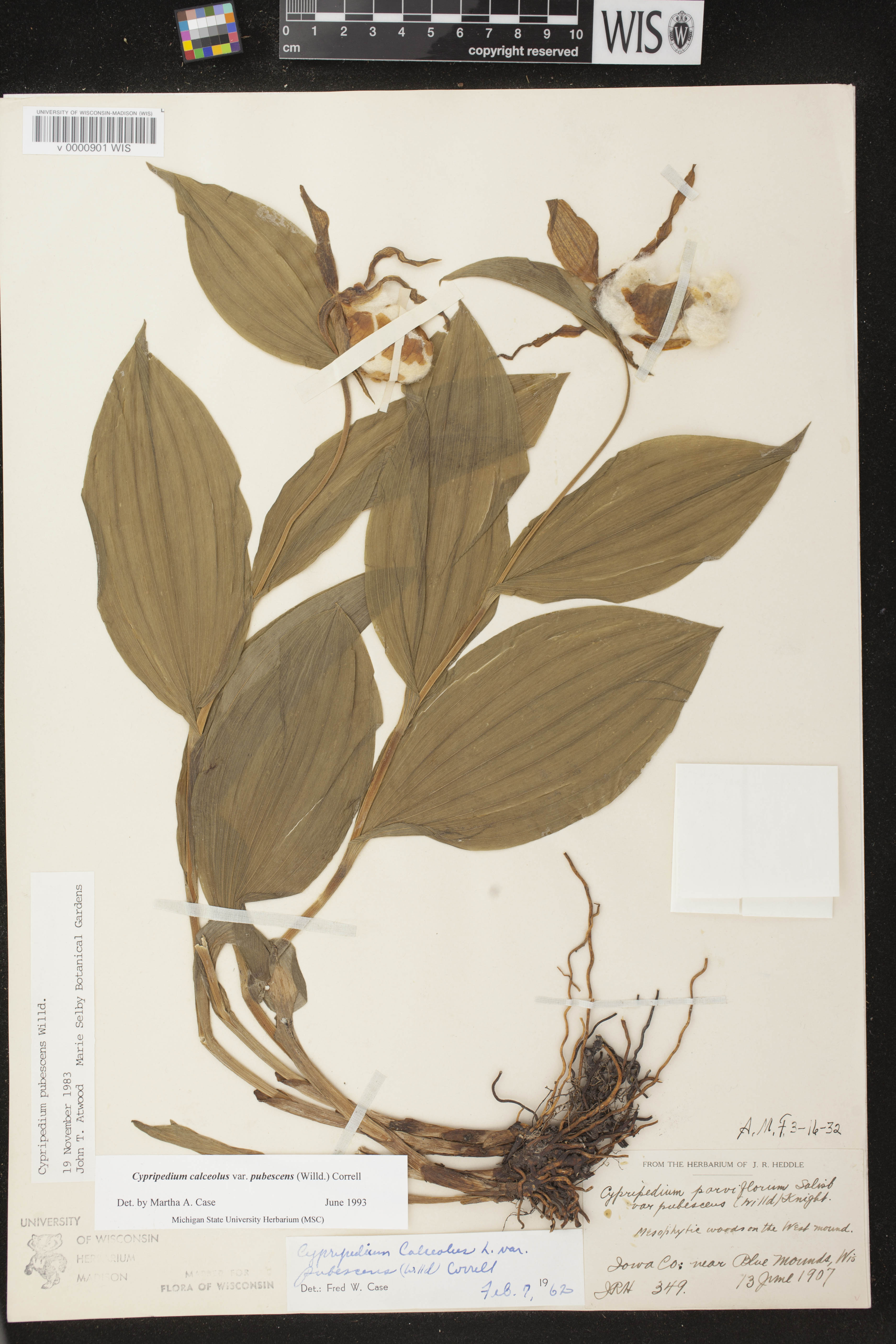 Cypripedium parviflorum image