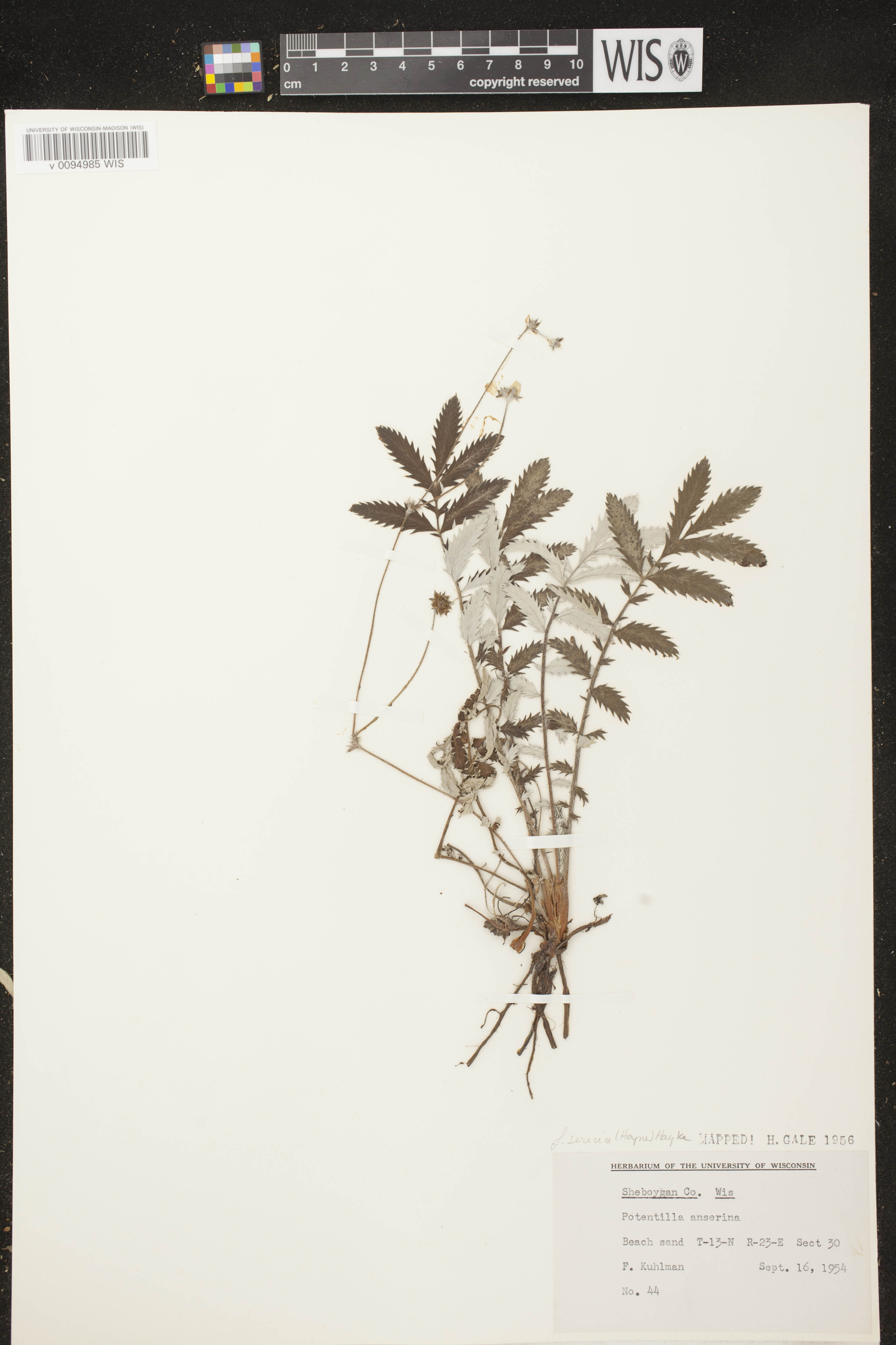 Potentilla anserina subsp. anserina image