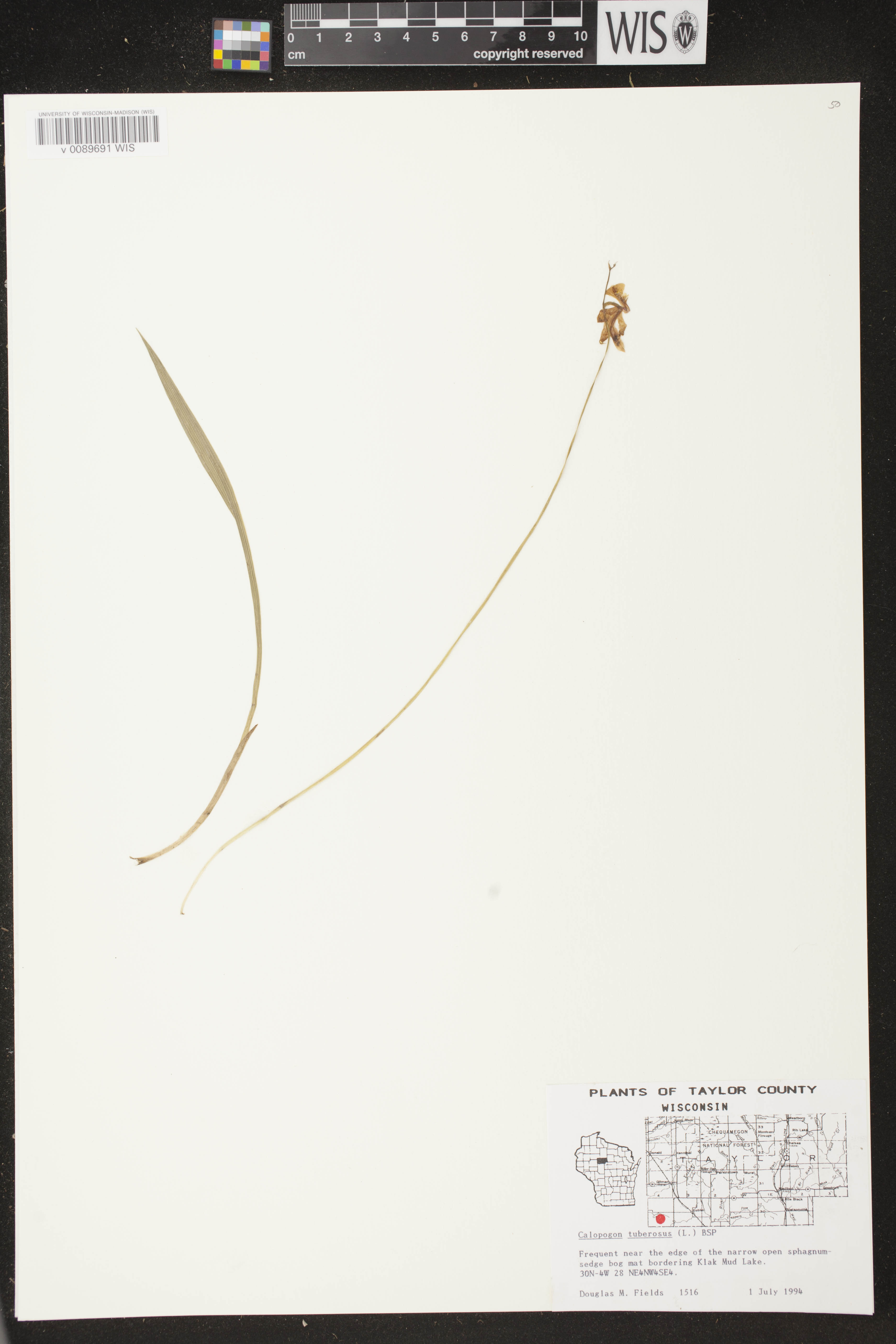 Calopogon tuberosus image