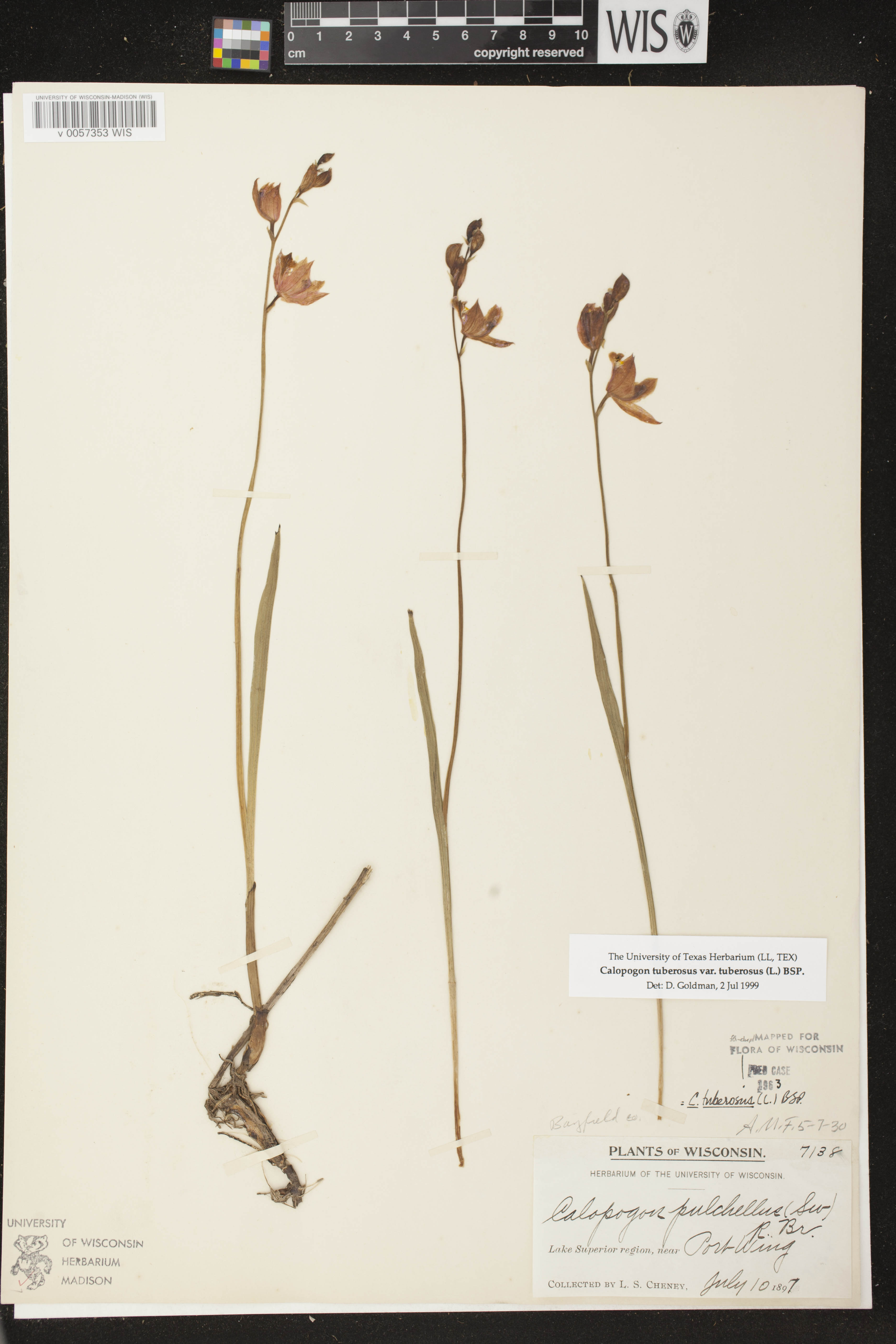 Calopogon tuberosus var. tuberosus image