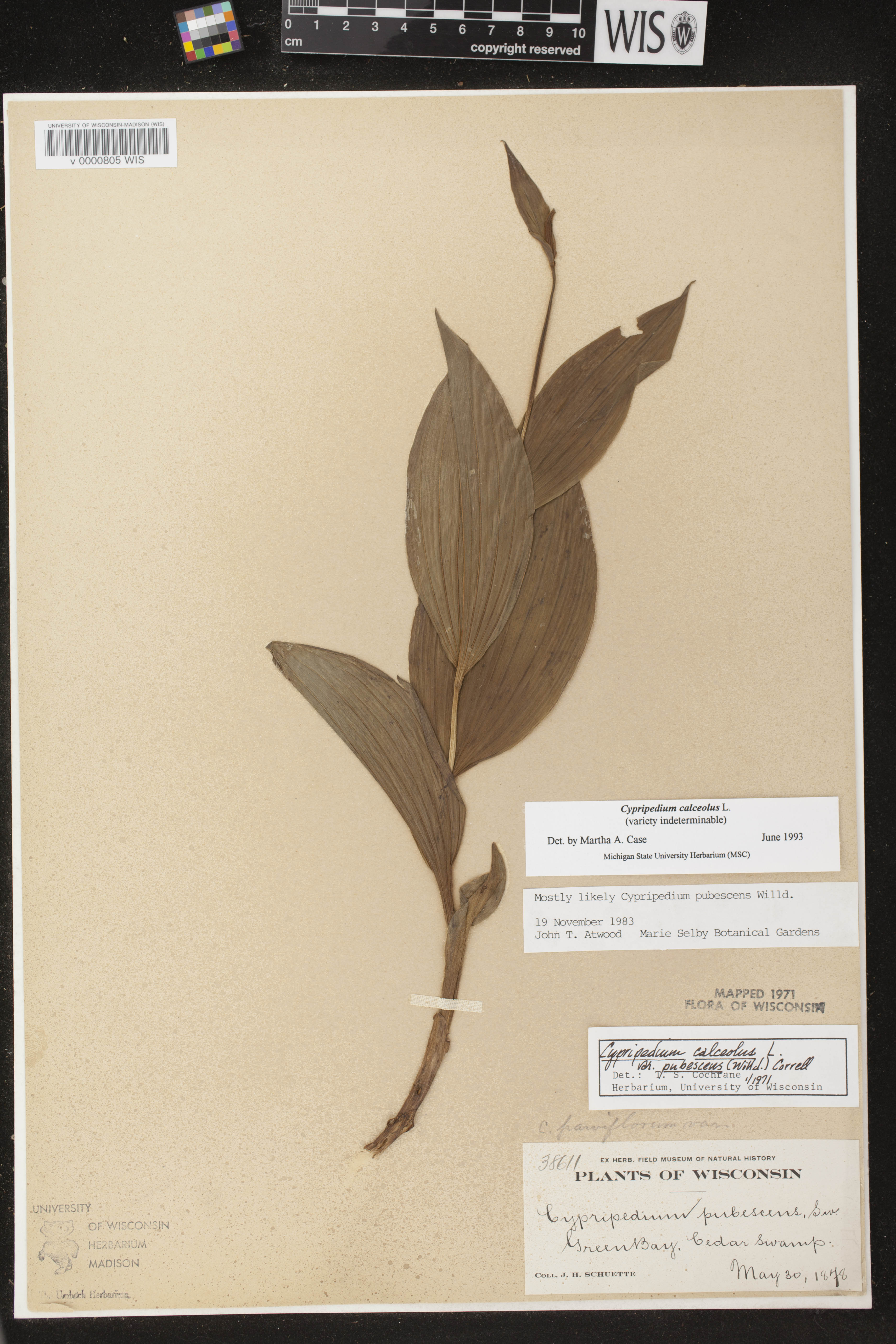 Cypripedium parviflorum image