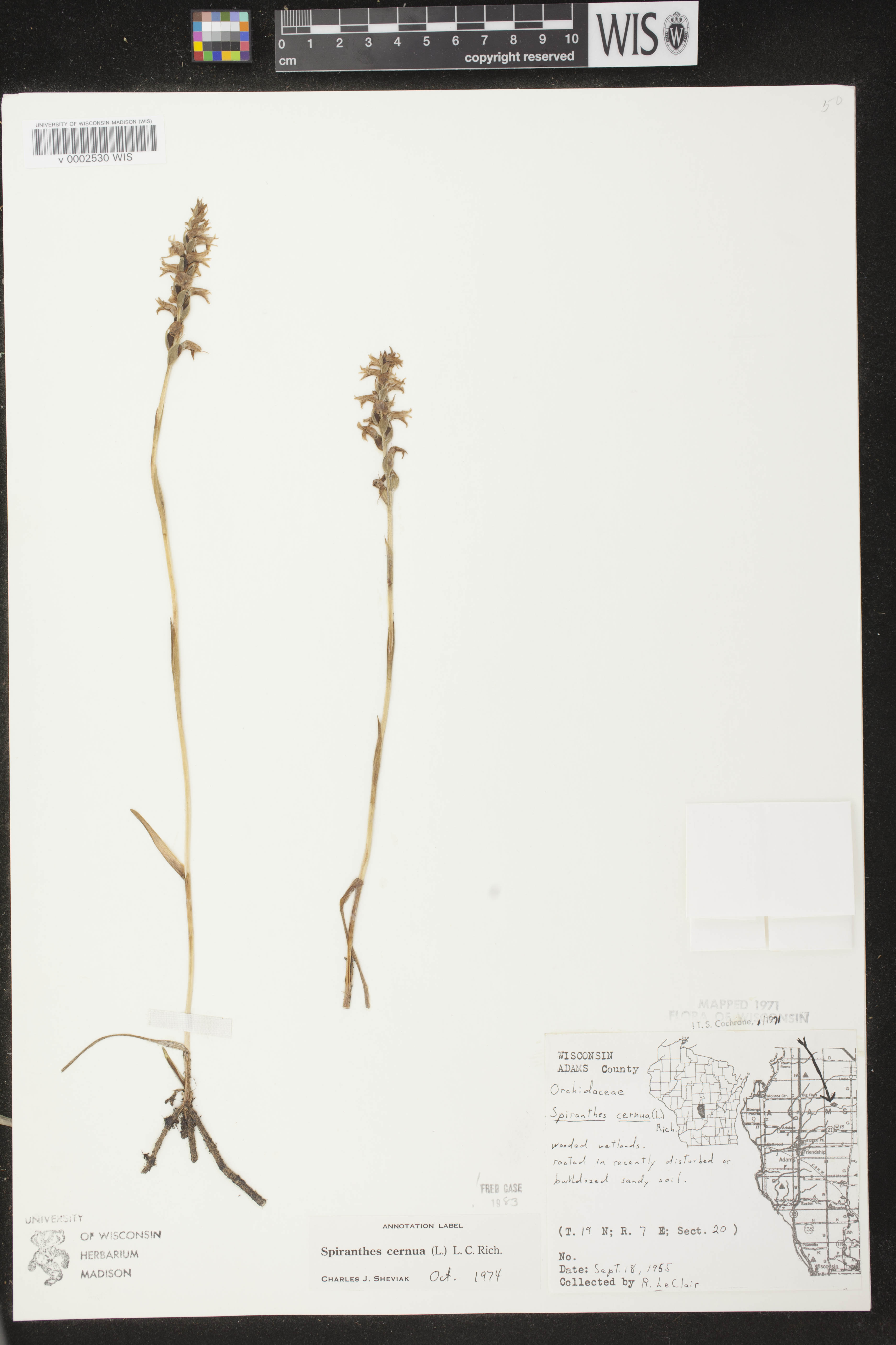 Spiranthes cernua image