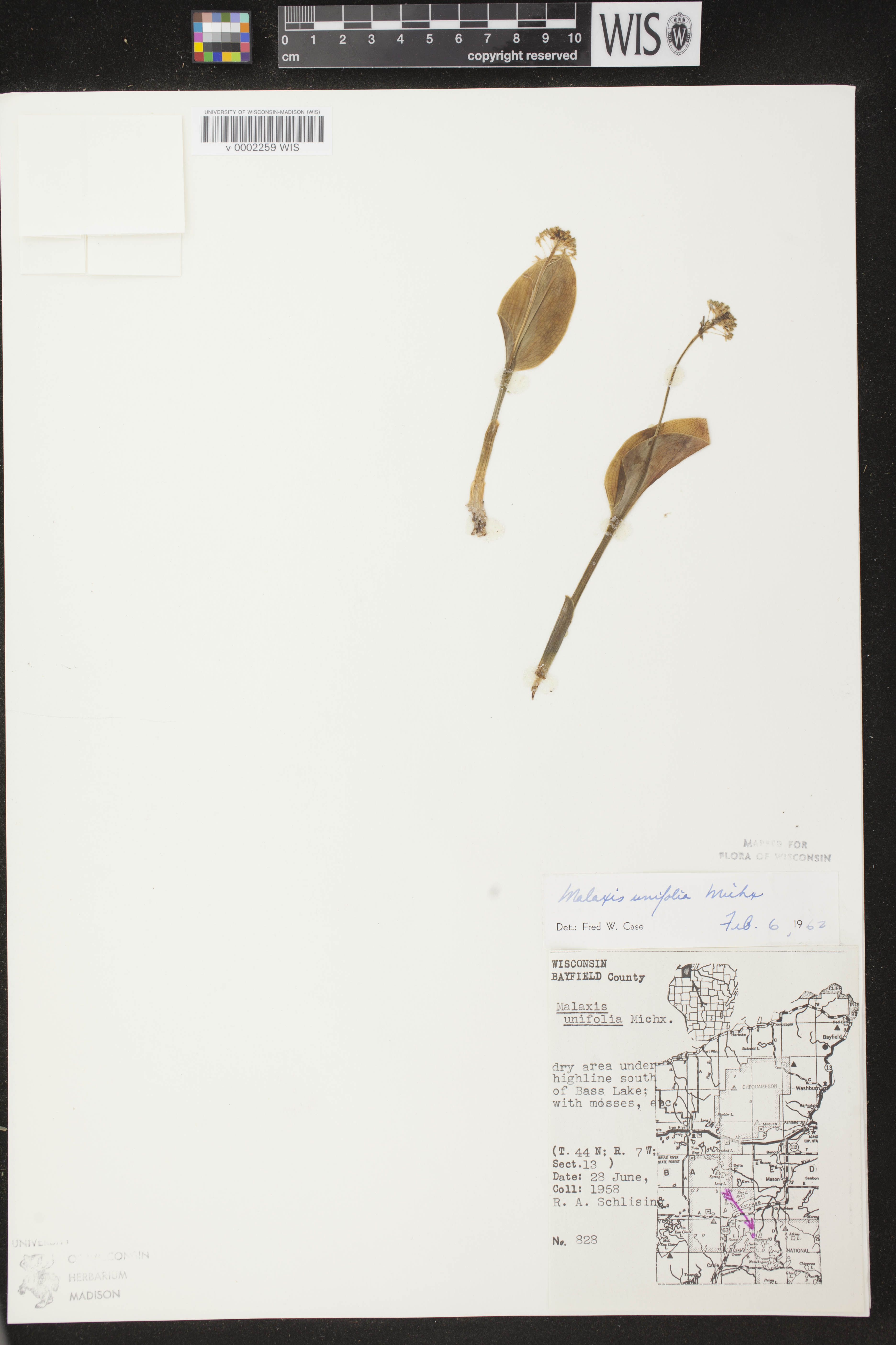 Malaxis unifolia image