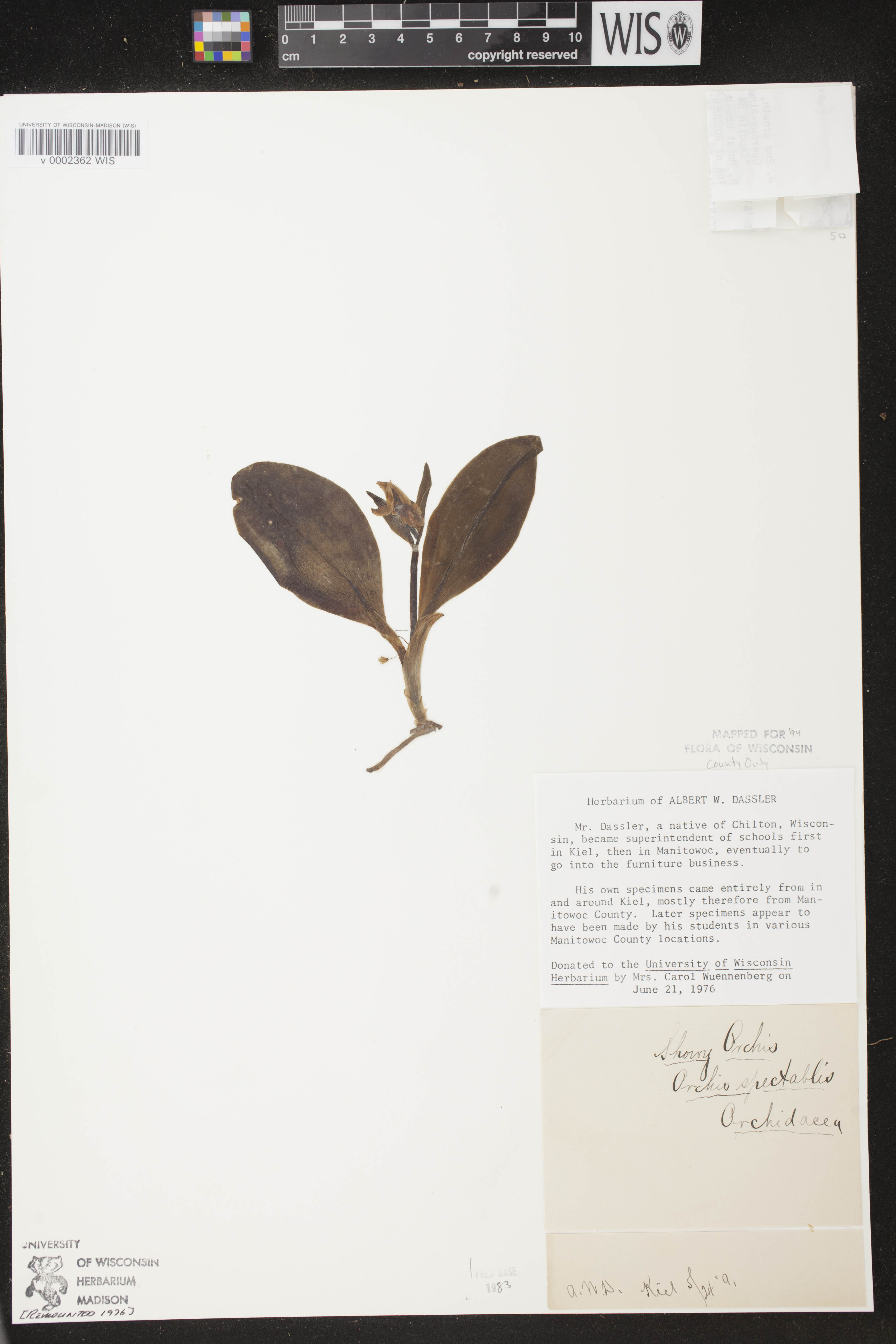 Galearis spectabilis image