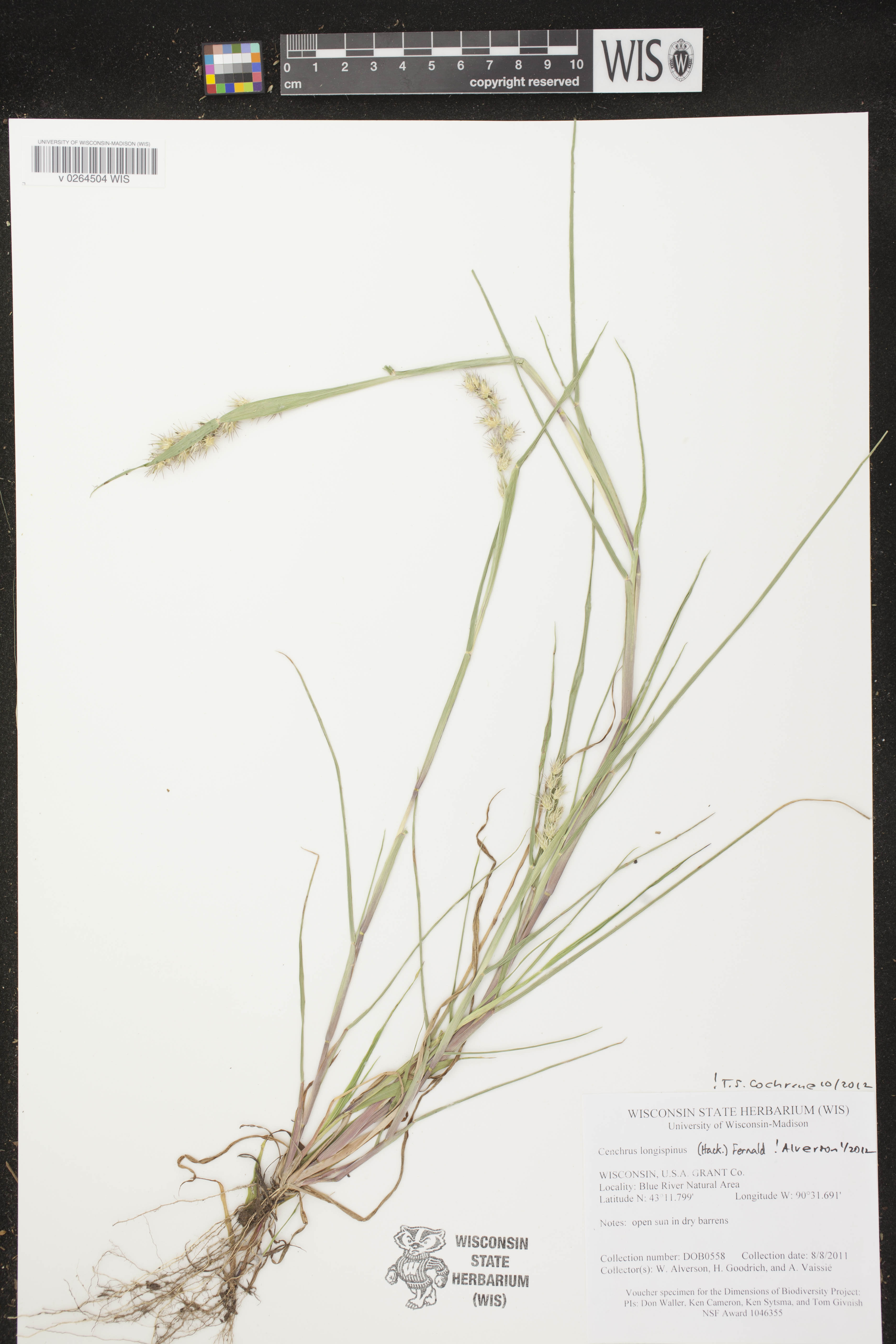 Cenchrus longispinus image