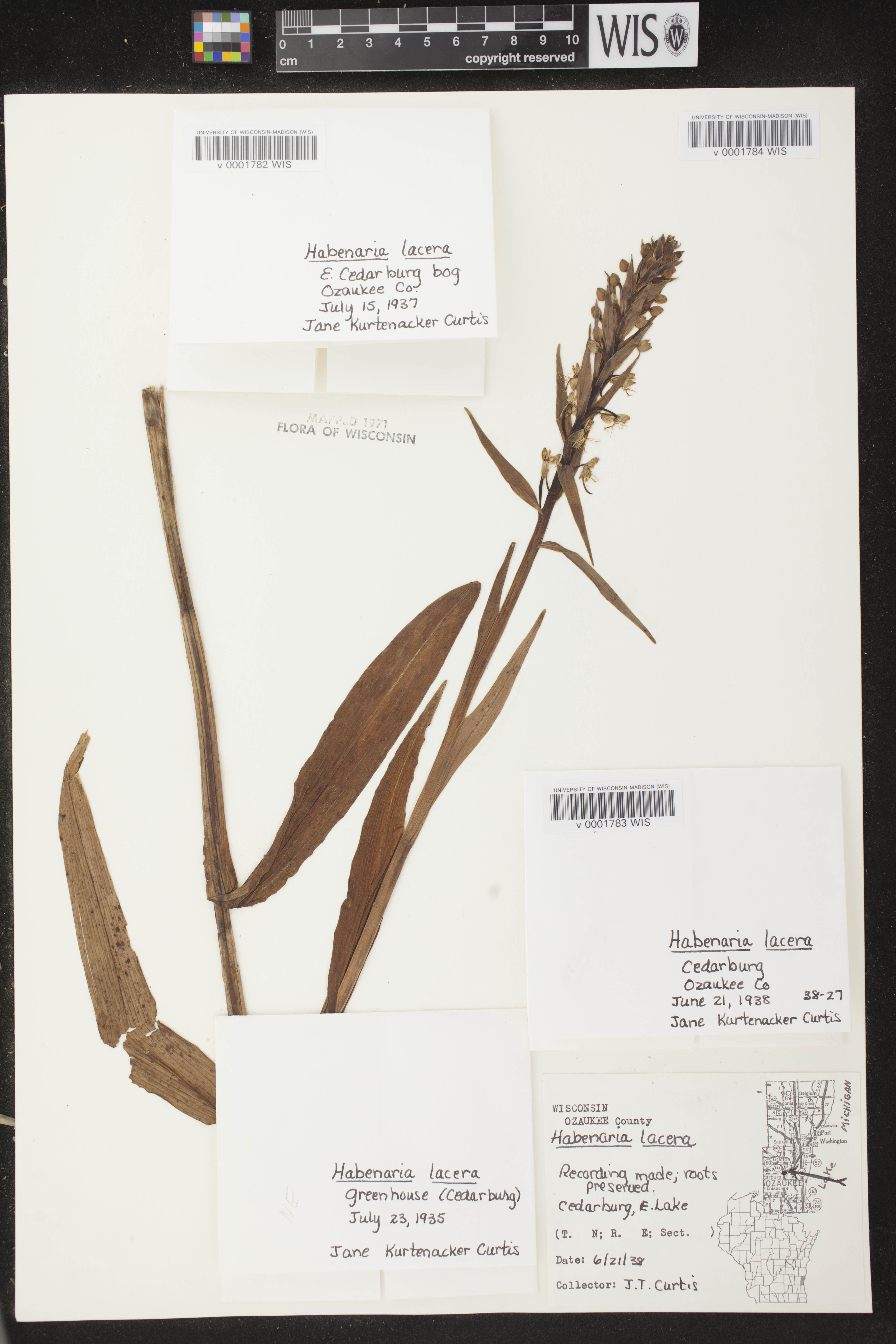 Platanthera lacera image