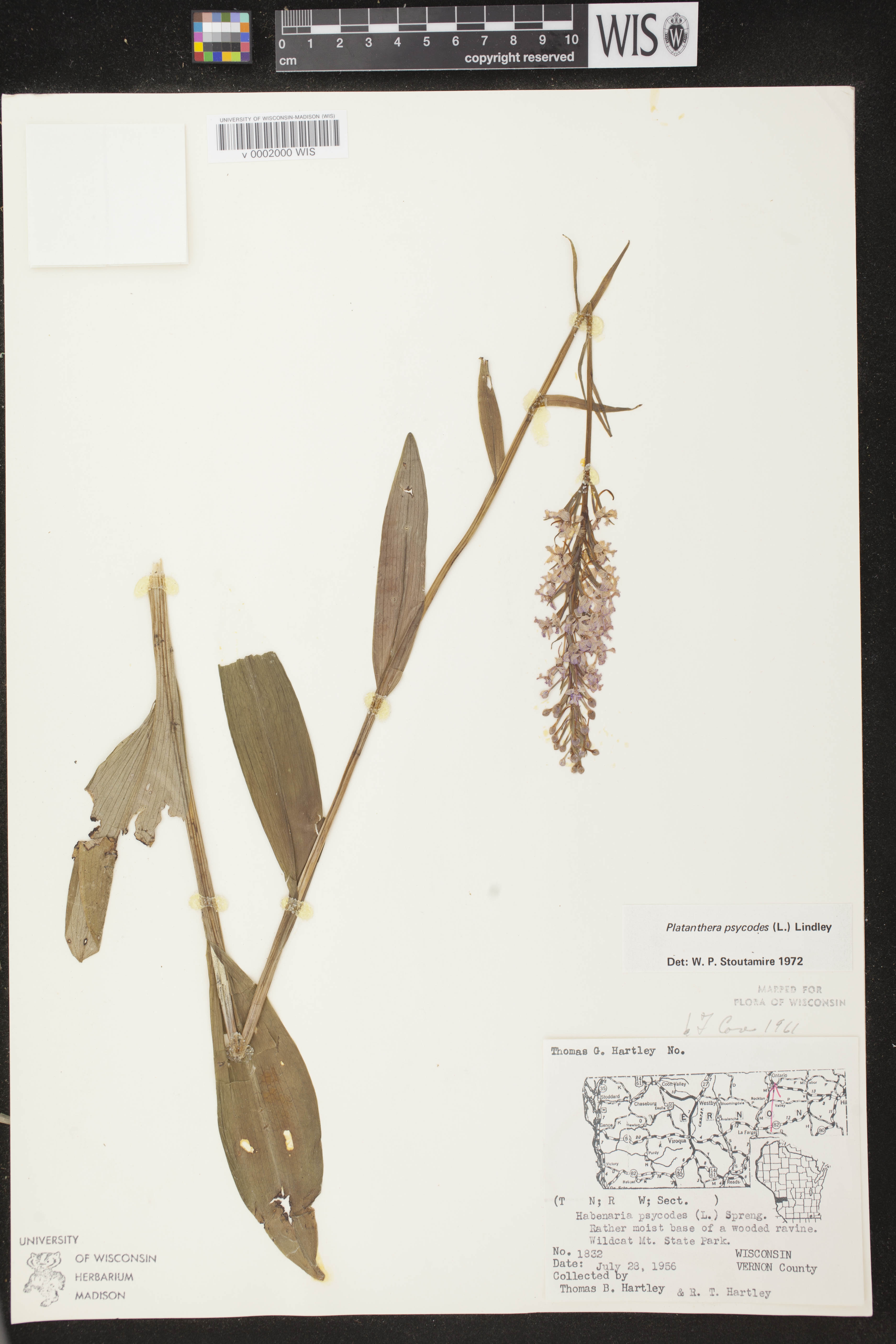 Platanthera psycodes image