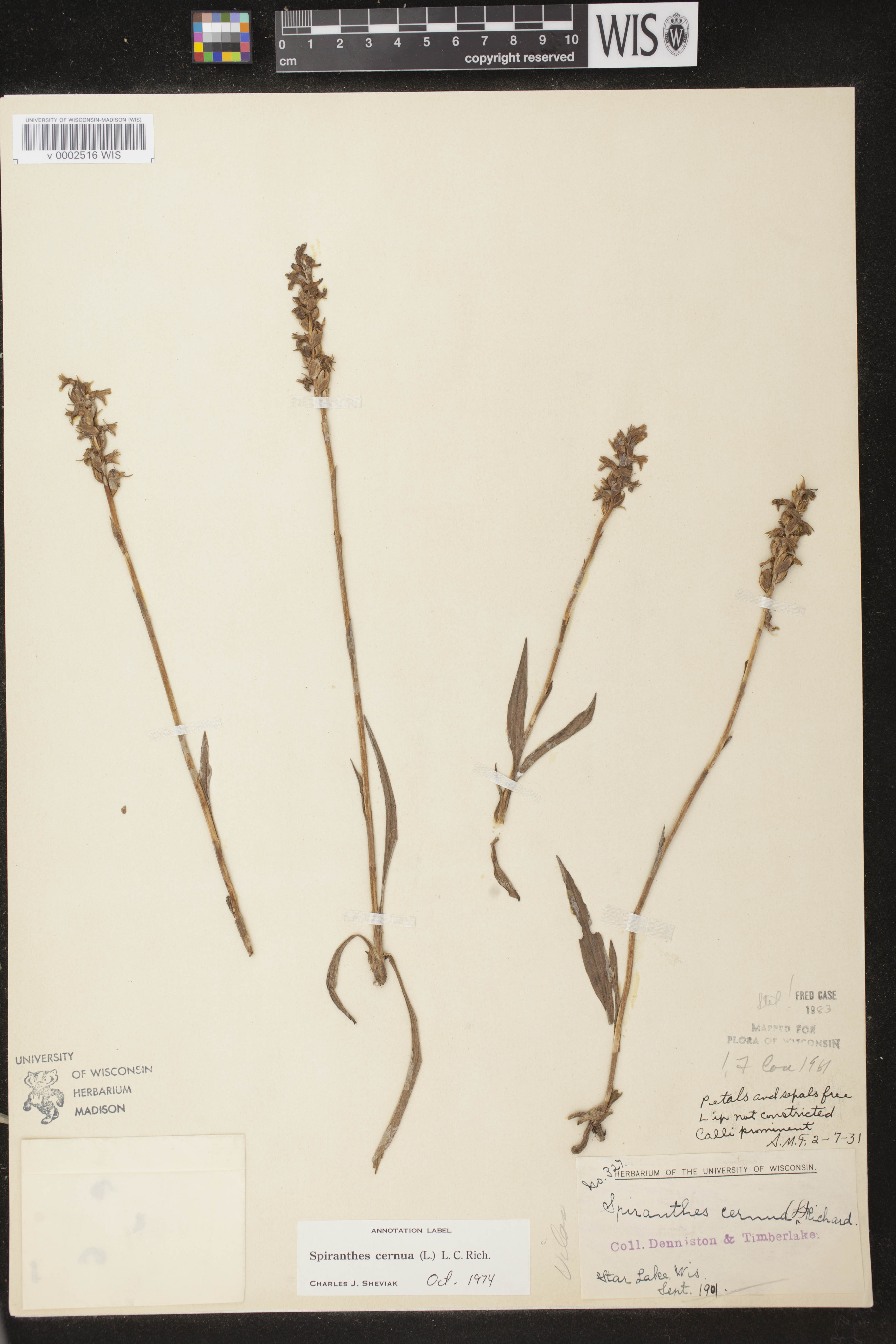 Spiranthes cernua image