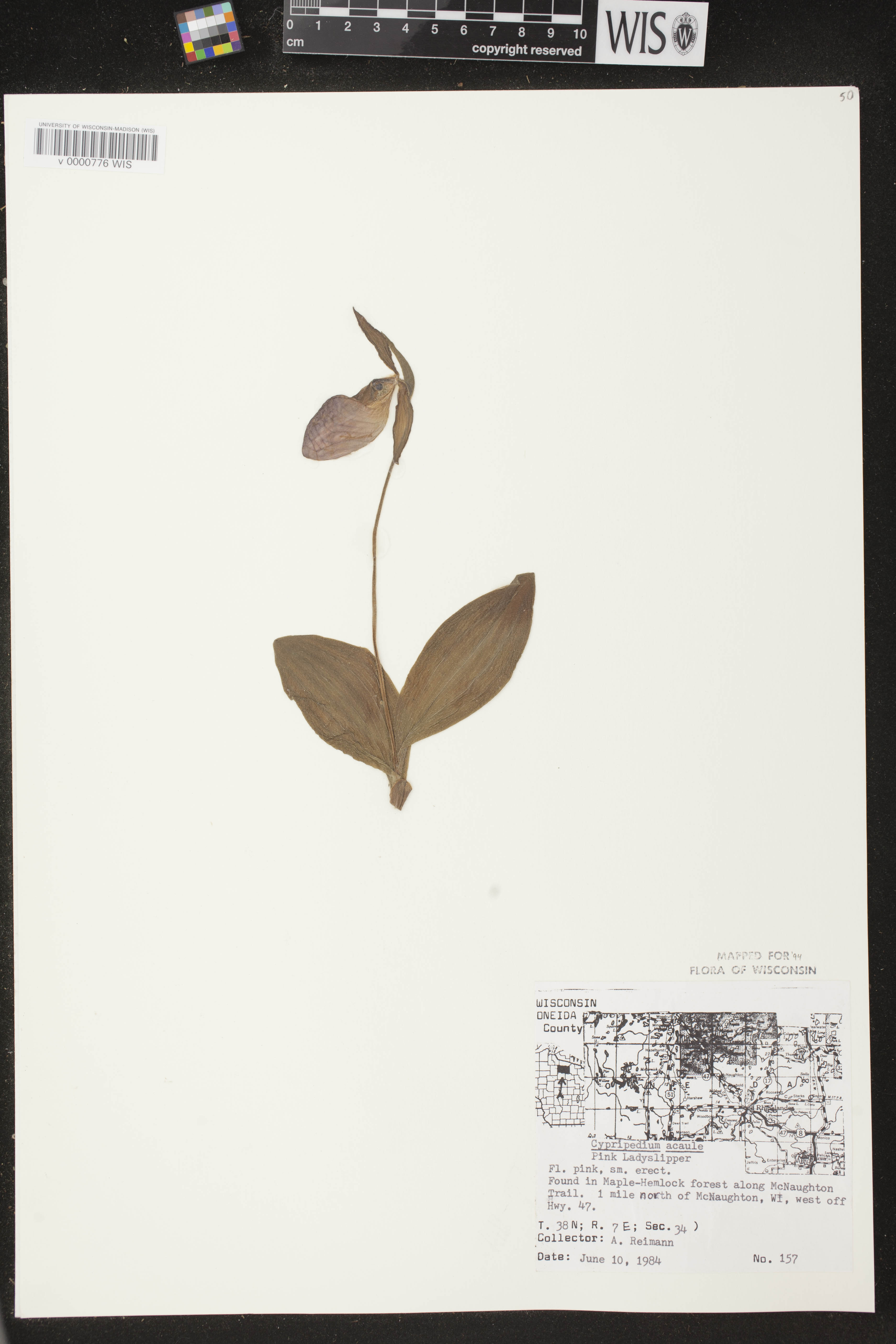 Cypripedium acaule image