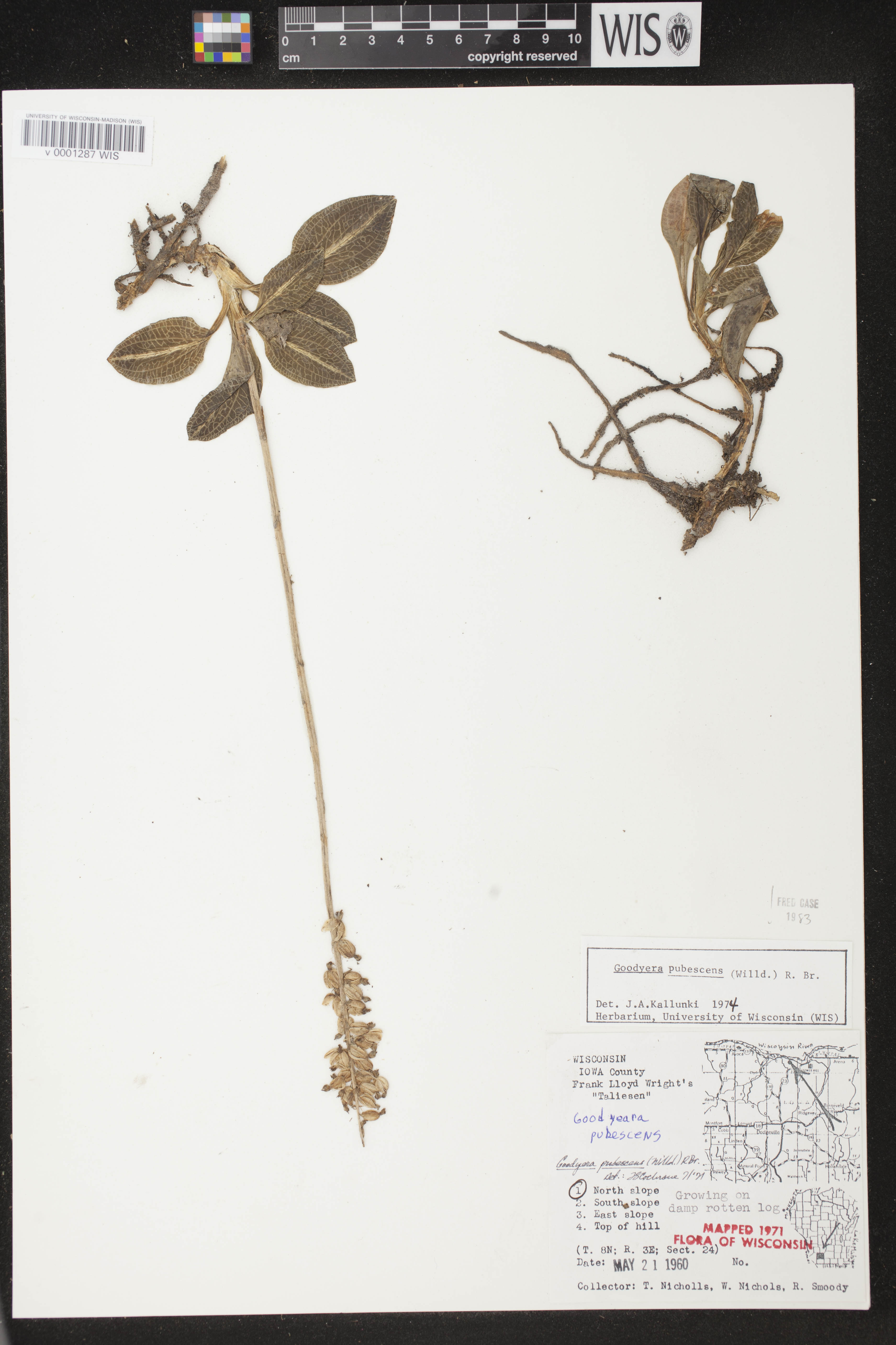 Goodyera pubescens image