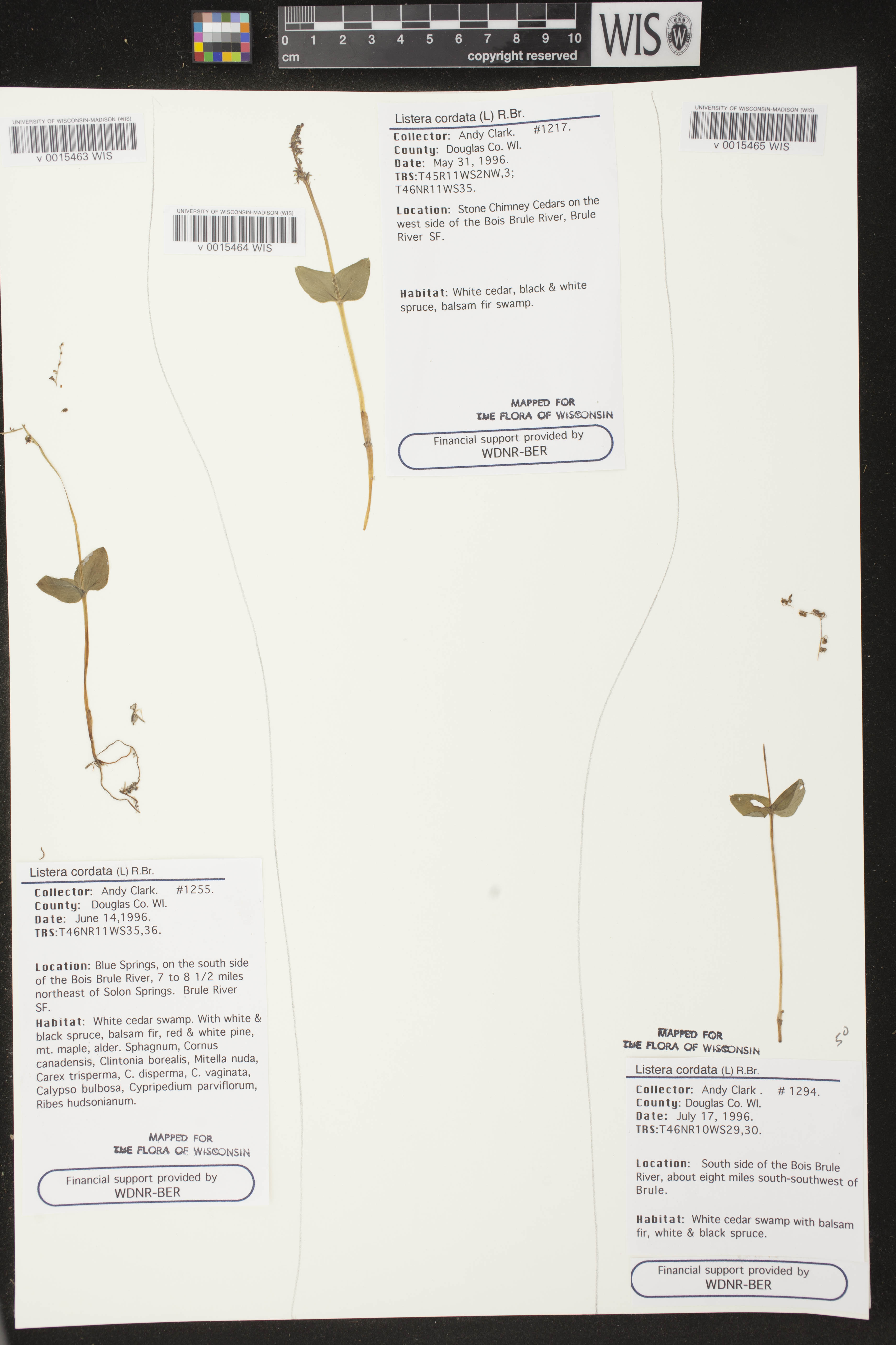 Listera cordata var. cordata image