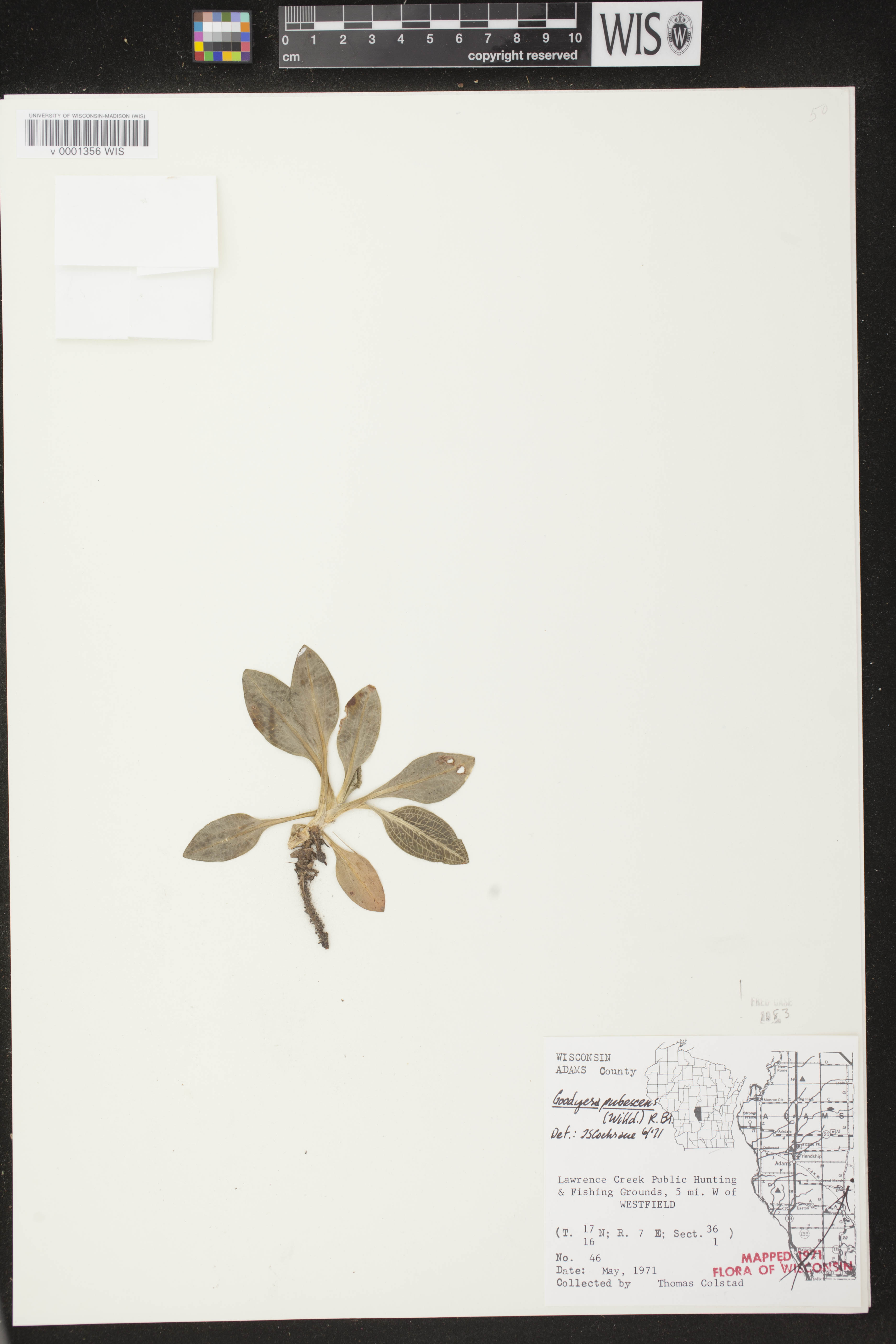 Goodyera pubescens image