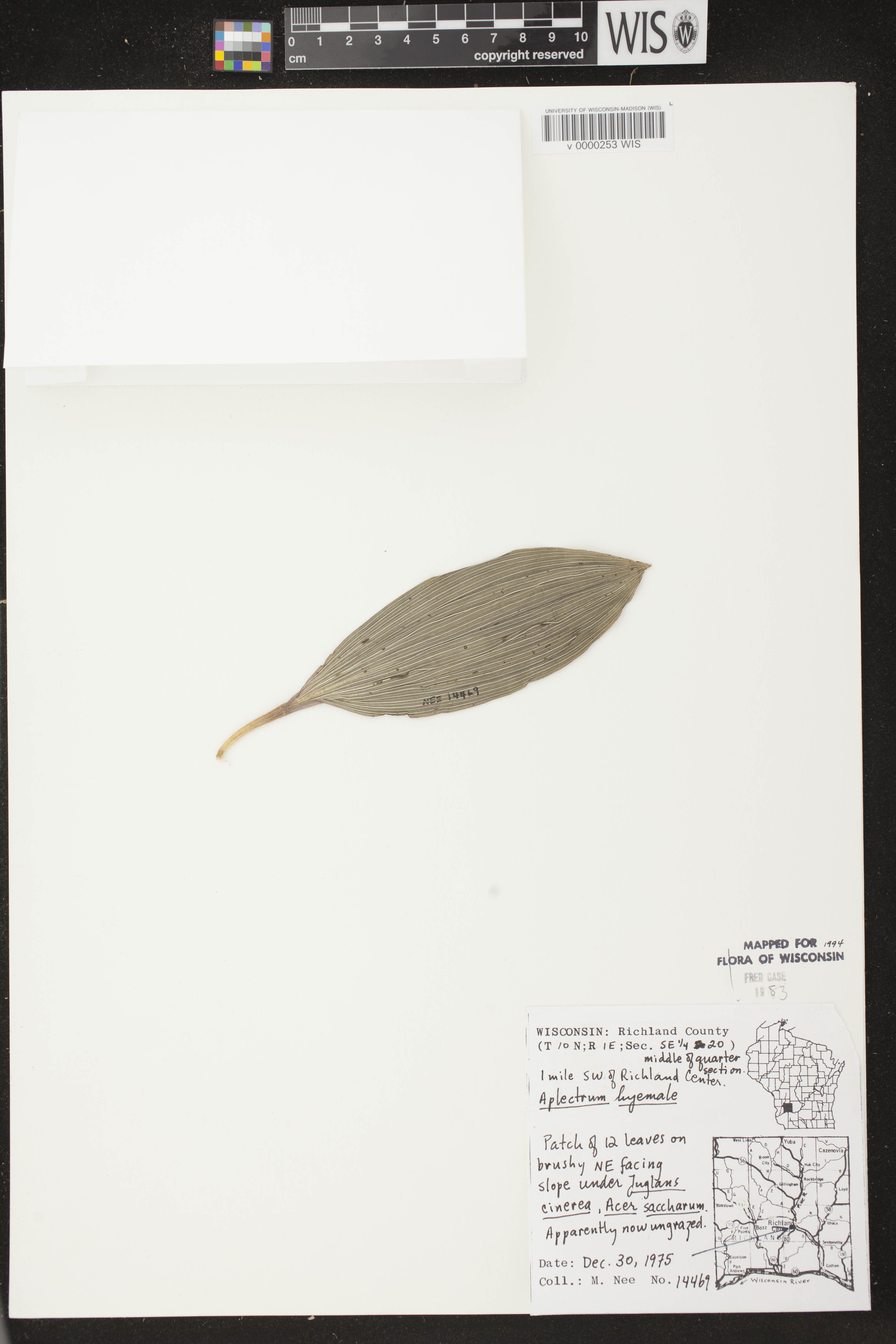 Aplectrum hyemale image