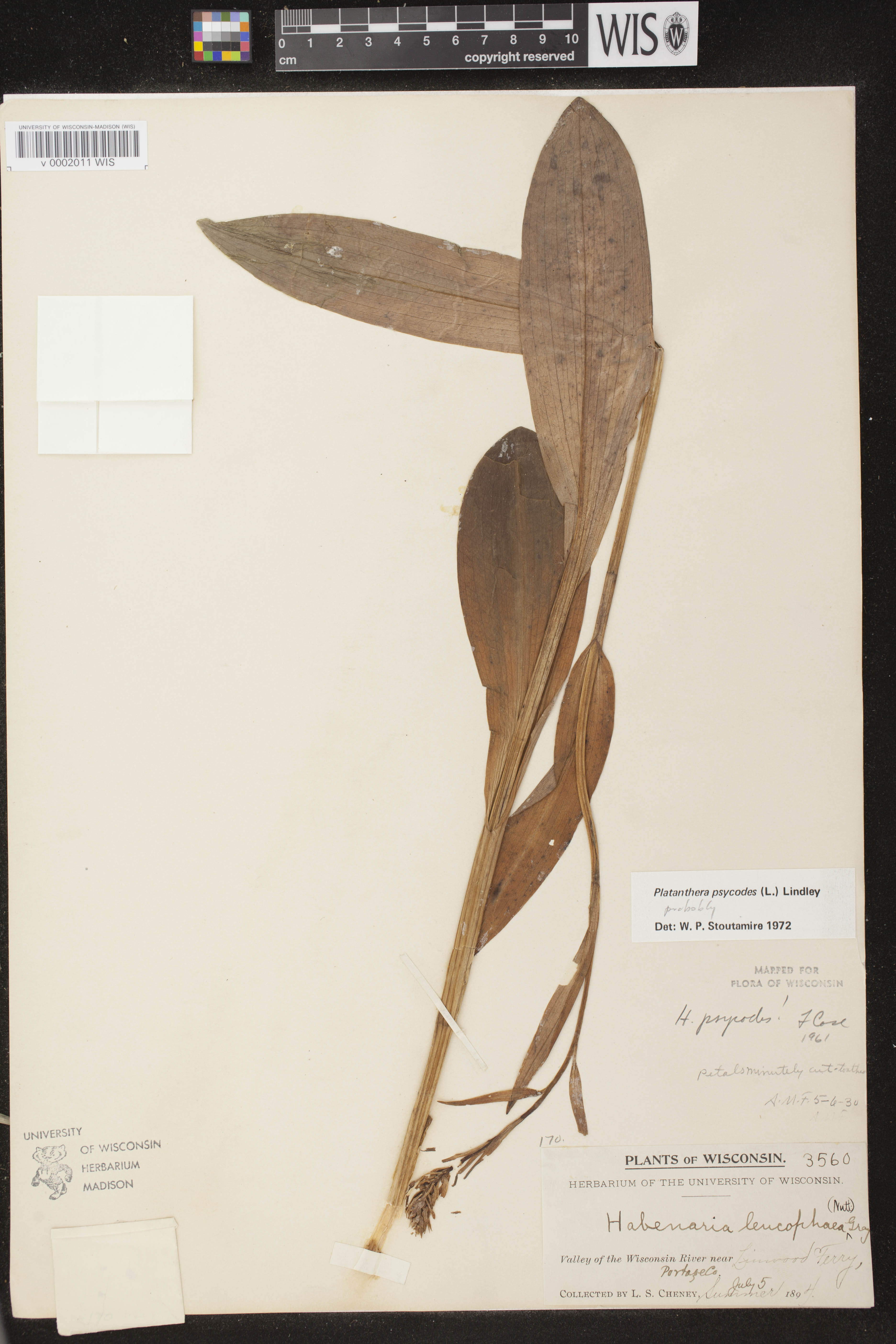 Platanthera psycodes image