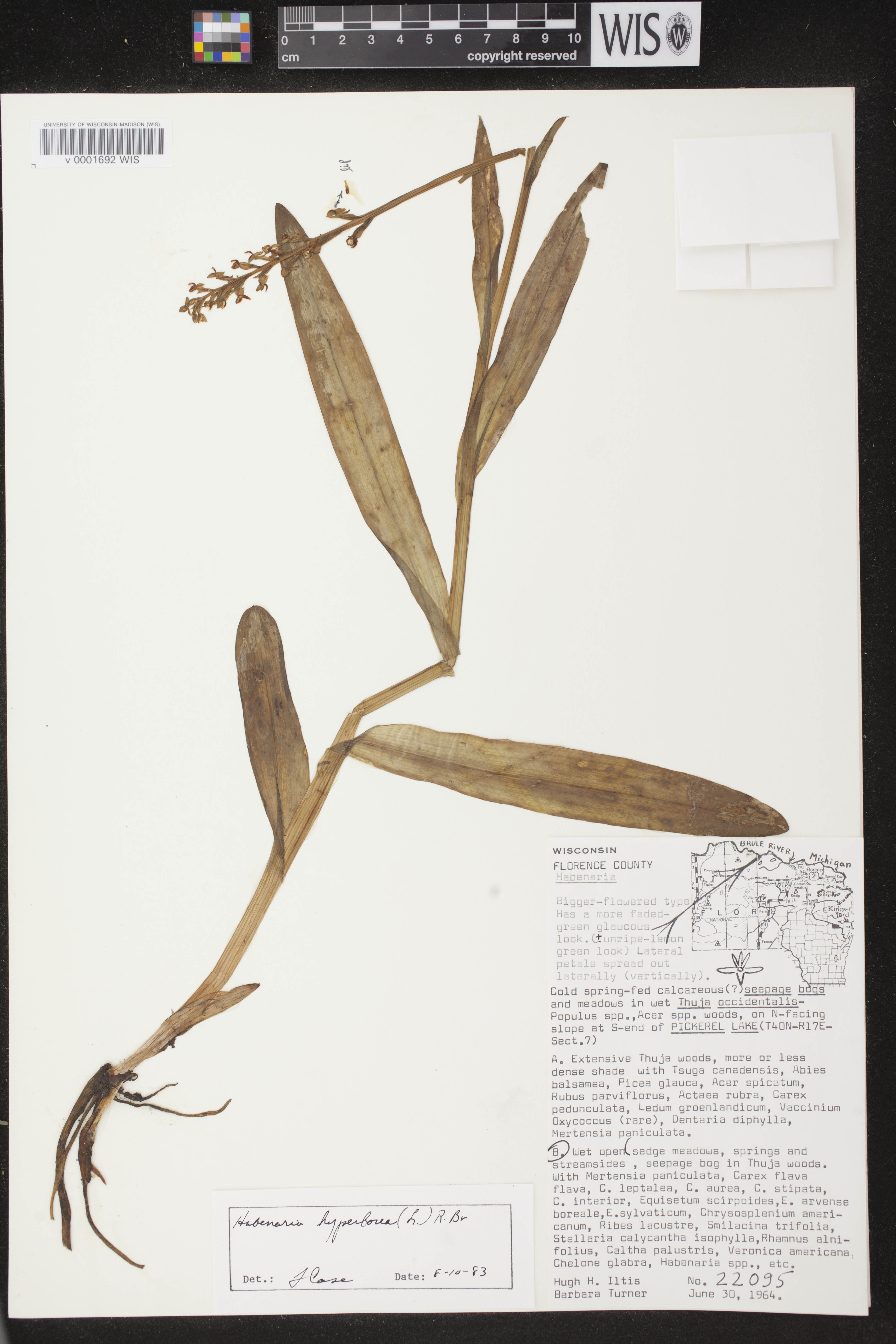 Platanthera huronensis image