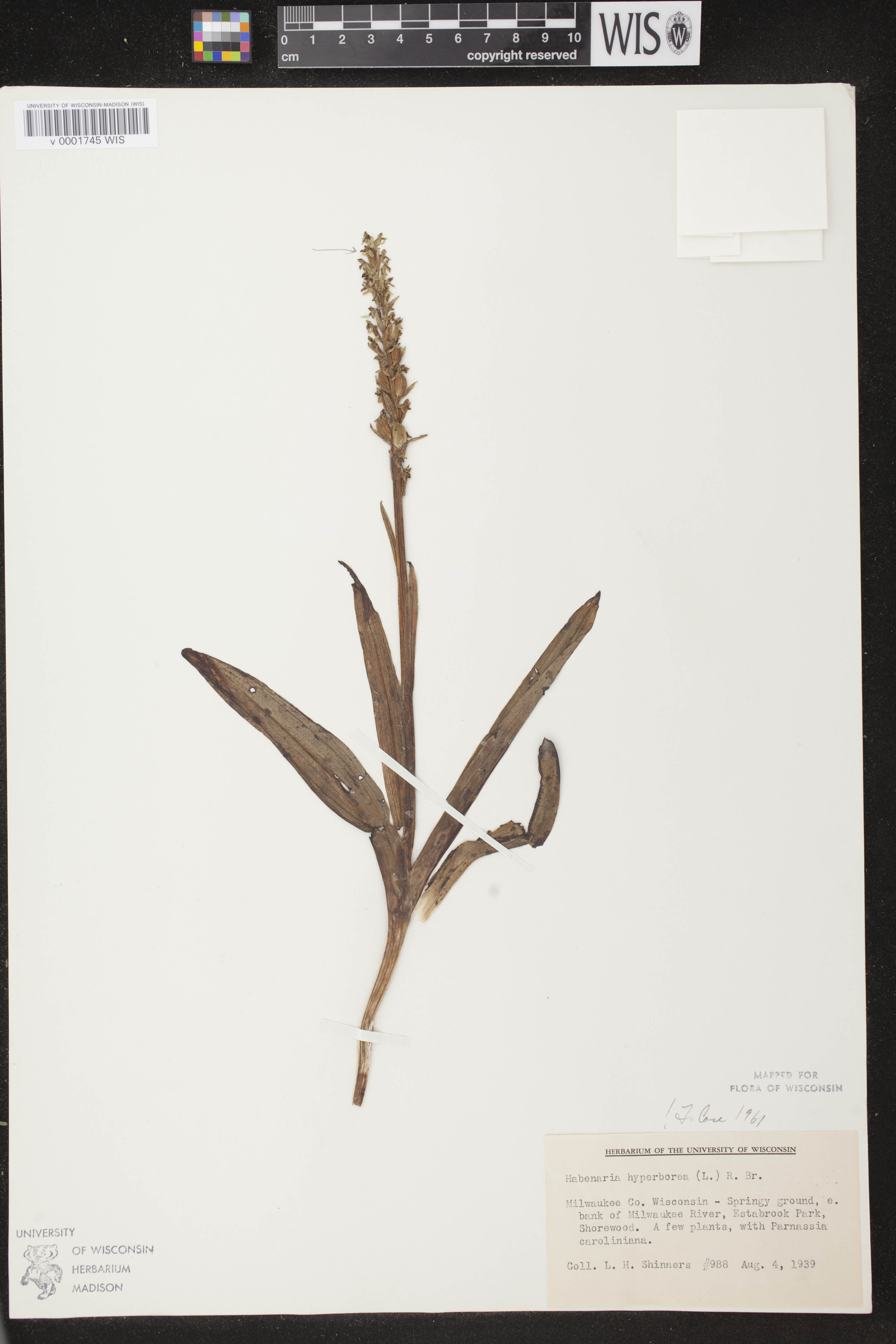 Platanthera huronensis image
