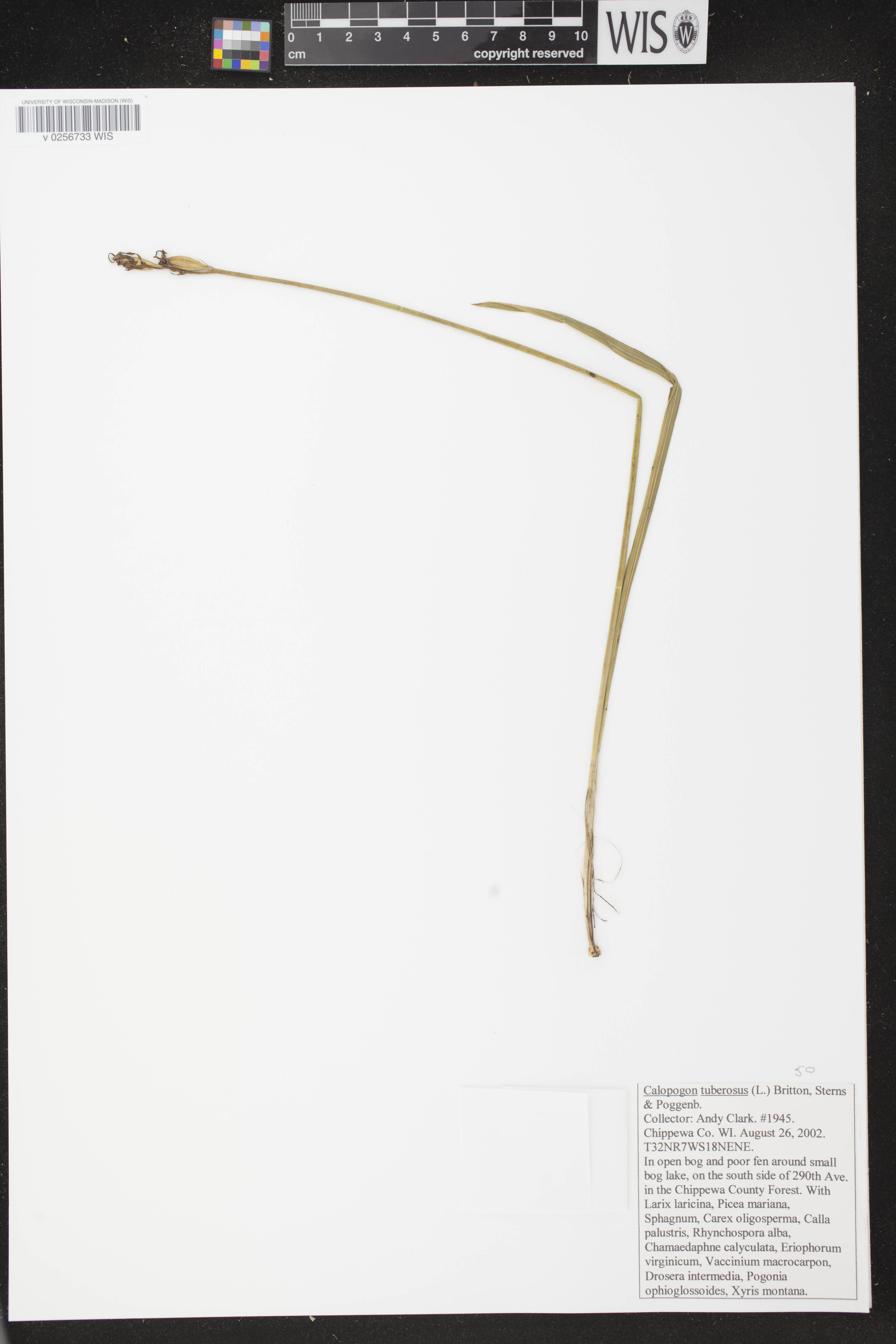 Calopogon tuberosus image