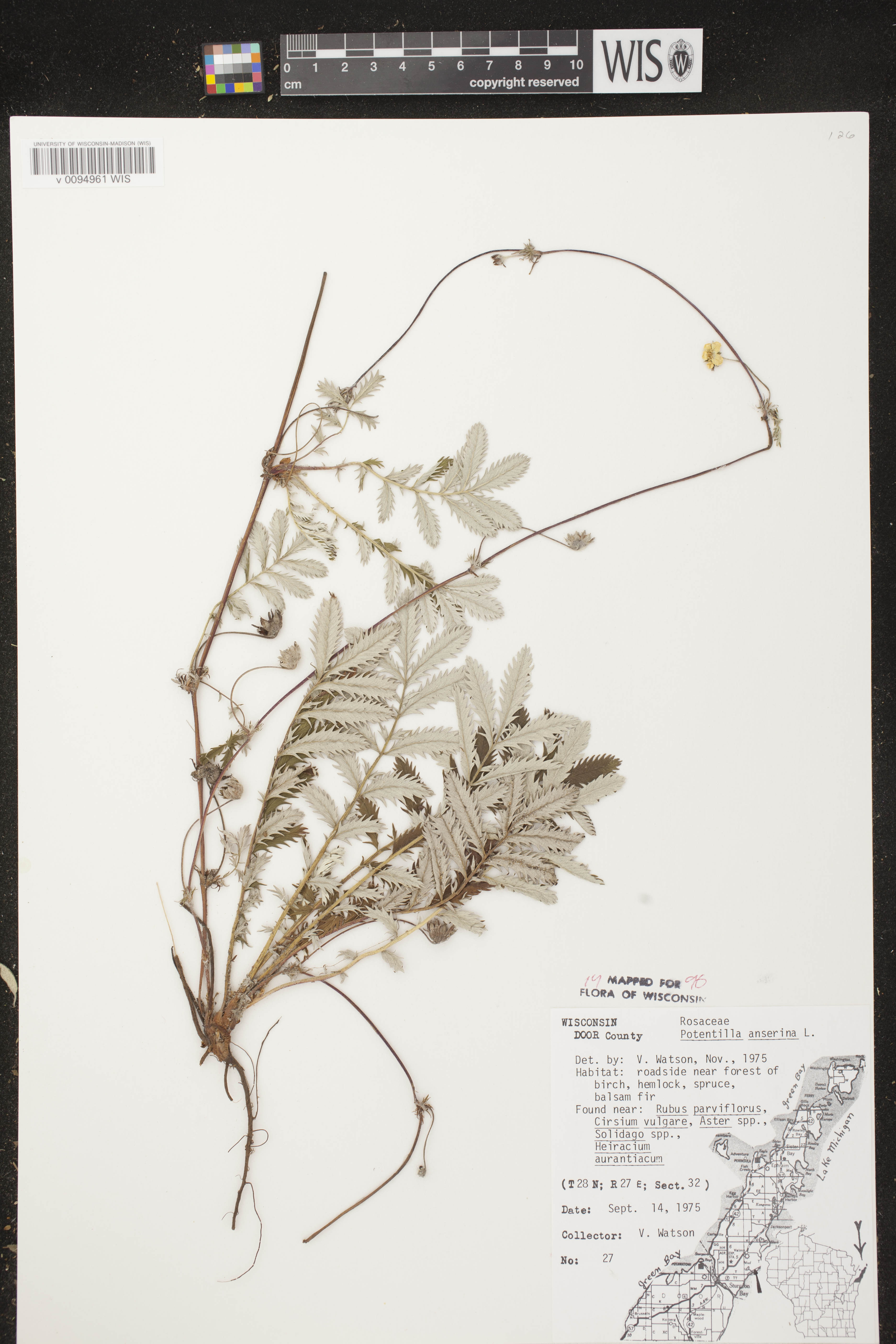 Potentilla anserina subsp. anserina image